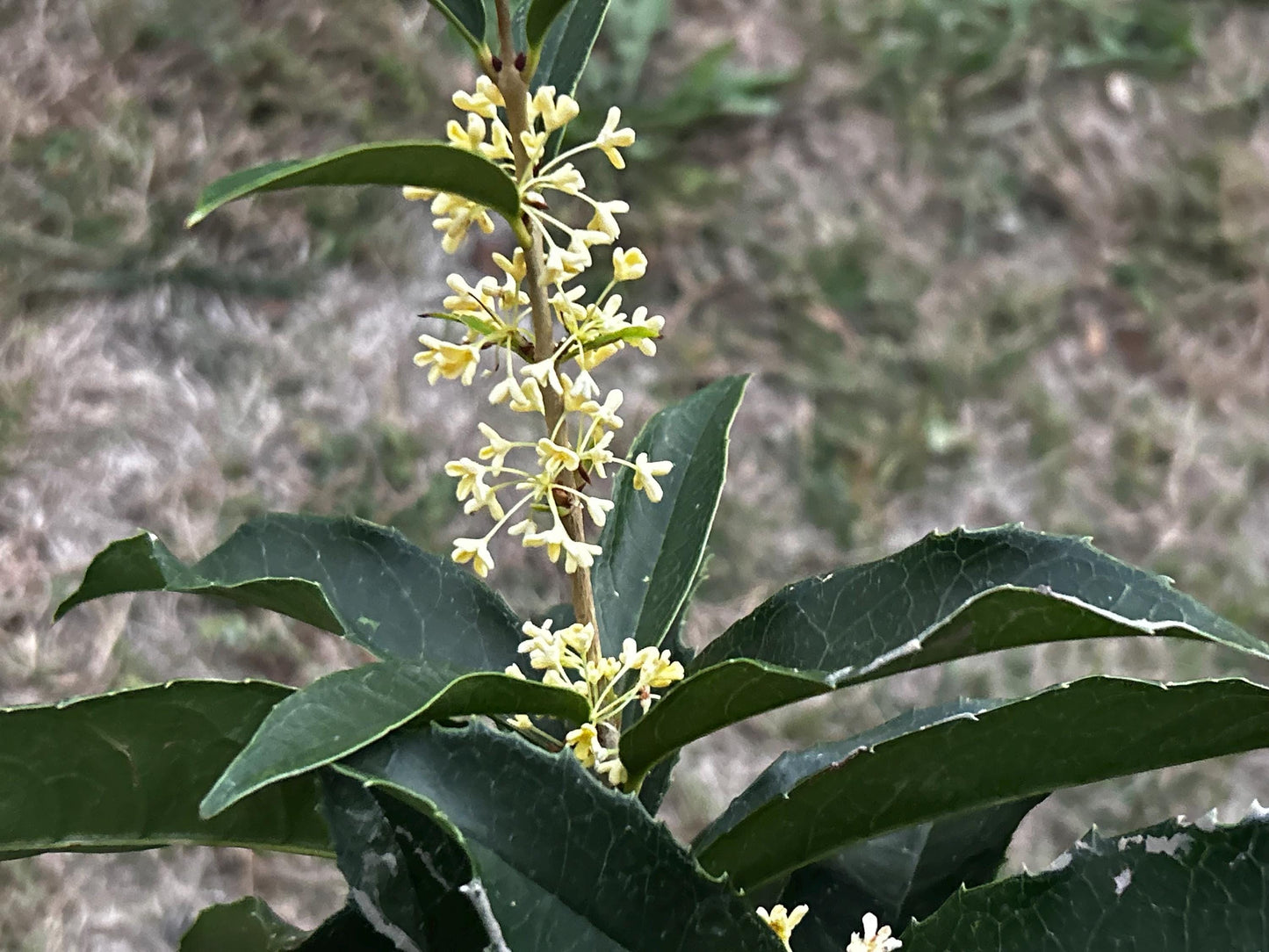 Fu Ding Zhu (佛顶株) - Fragrant Osmanthus - Trunk Diameter 3-4cm, Height Nearly 2ft - Shipped with Growing Bag