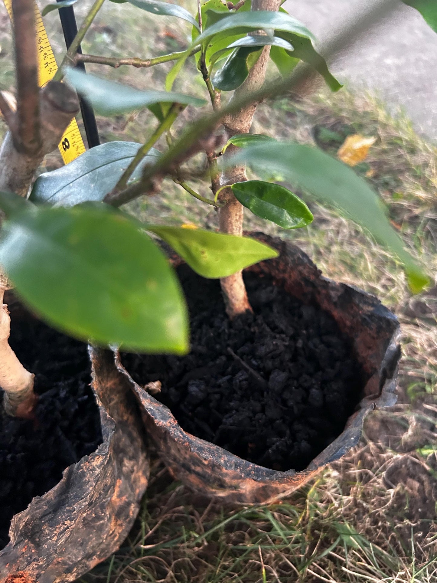 Banana Shrub, Michelia figo, Port Wine Magnolia/含笑 - Approx. 1ft 11in Tall, Shipped in Grow Bag