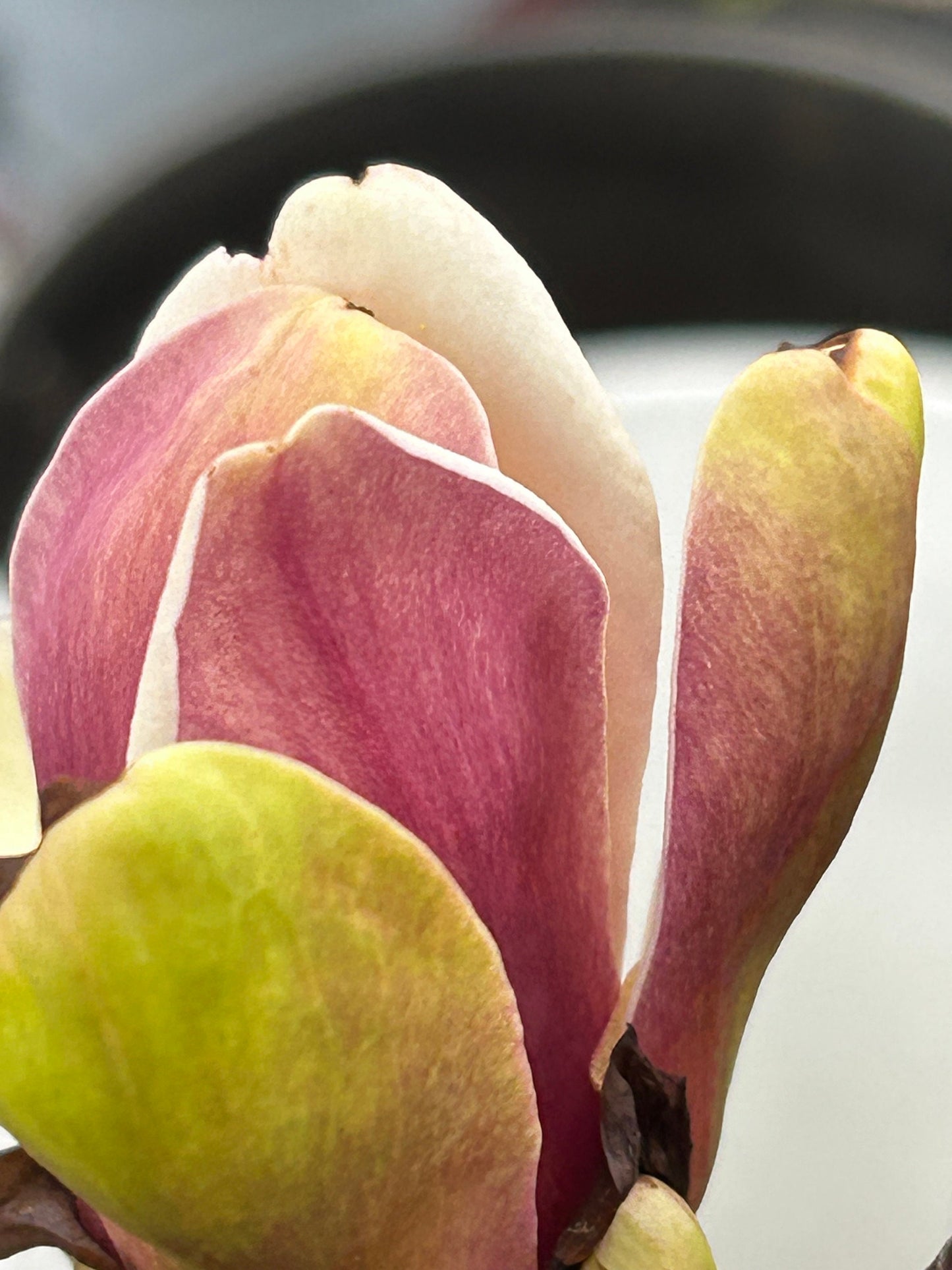 Five-Color Magnolia Tree-五彩玉兰-彩云玉兰-2-3cm Thick Trunk, about 3 Feet Tall, Shipped with Planting Bag