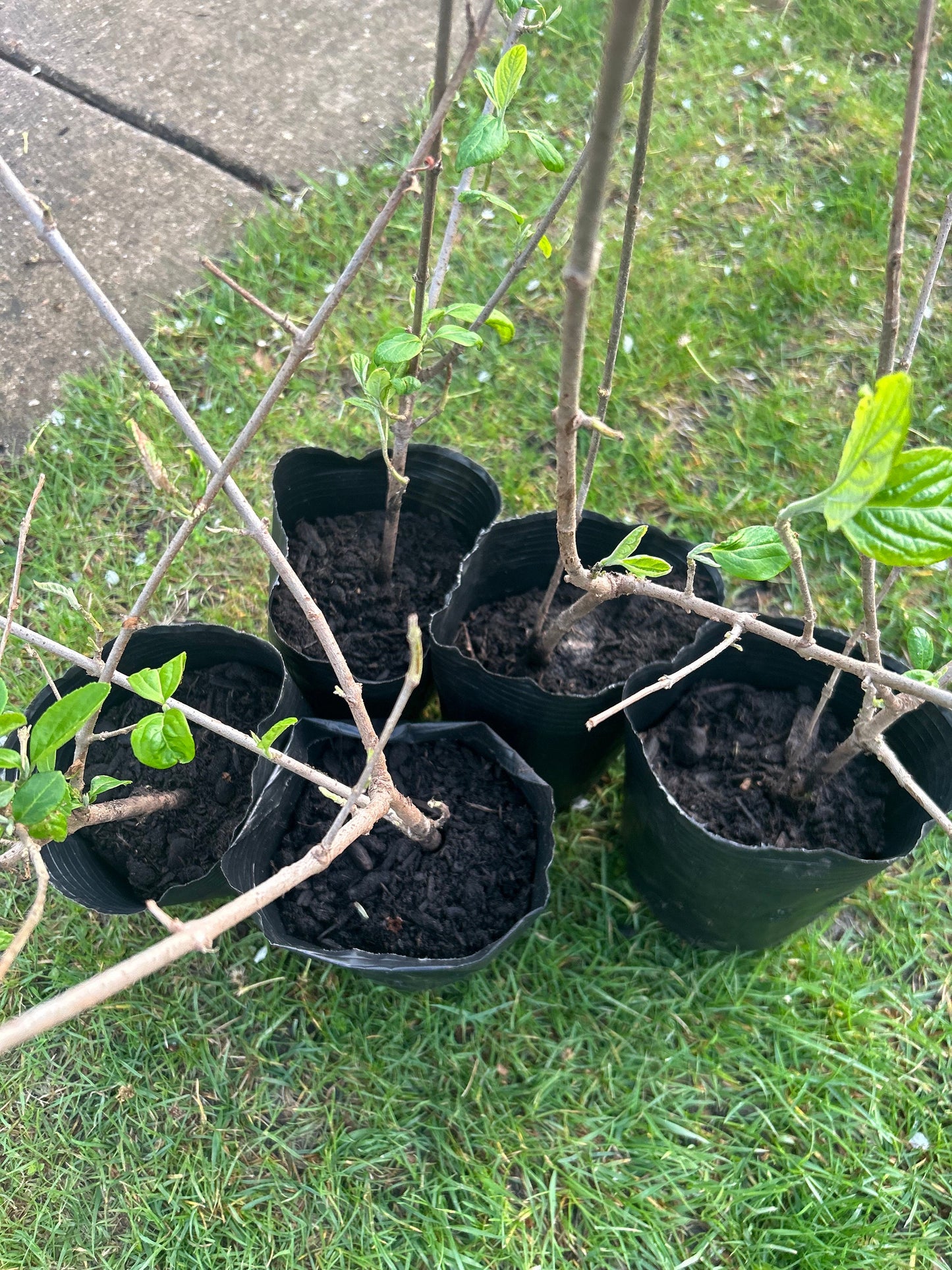 Chinese Snowball Viburnum Sapling-中华木绣球-2 Feet Tall, 0.5-Inch Diameter Stem, Own Root, Shipping with Growing Bag