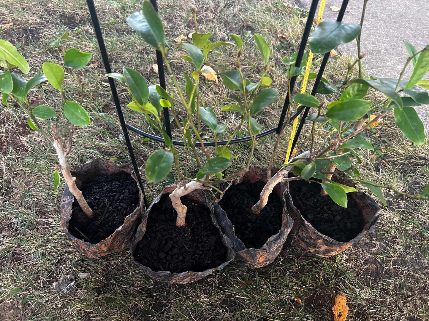 Banana Shrub, Michelia figo, Port Wine Magnolia/含笑 - Approx. 1ft 11in Tall, Shipped in Grow Bag