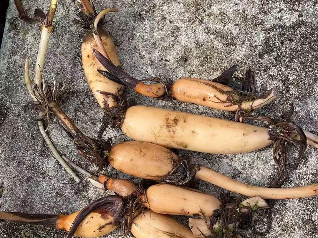 Fresh Huanglian Lotus Root/黄莲, for Home Gardening - Organic & Edible