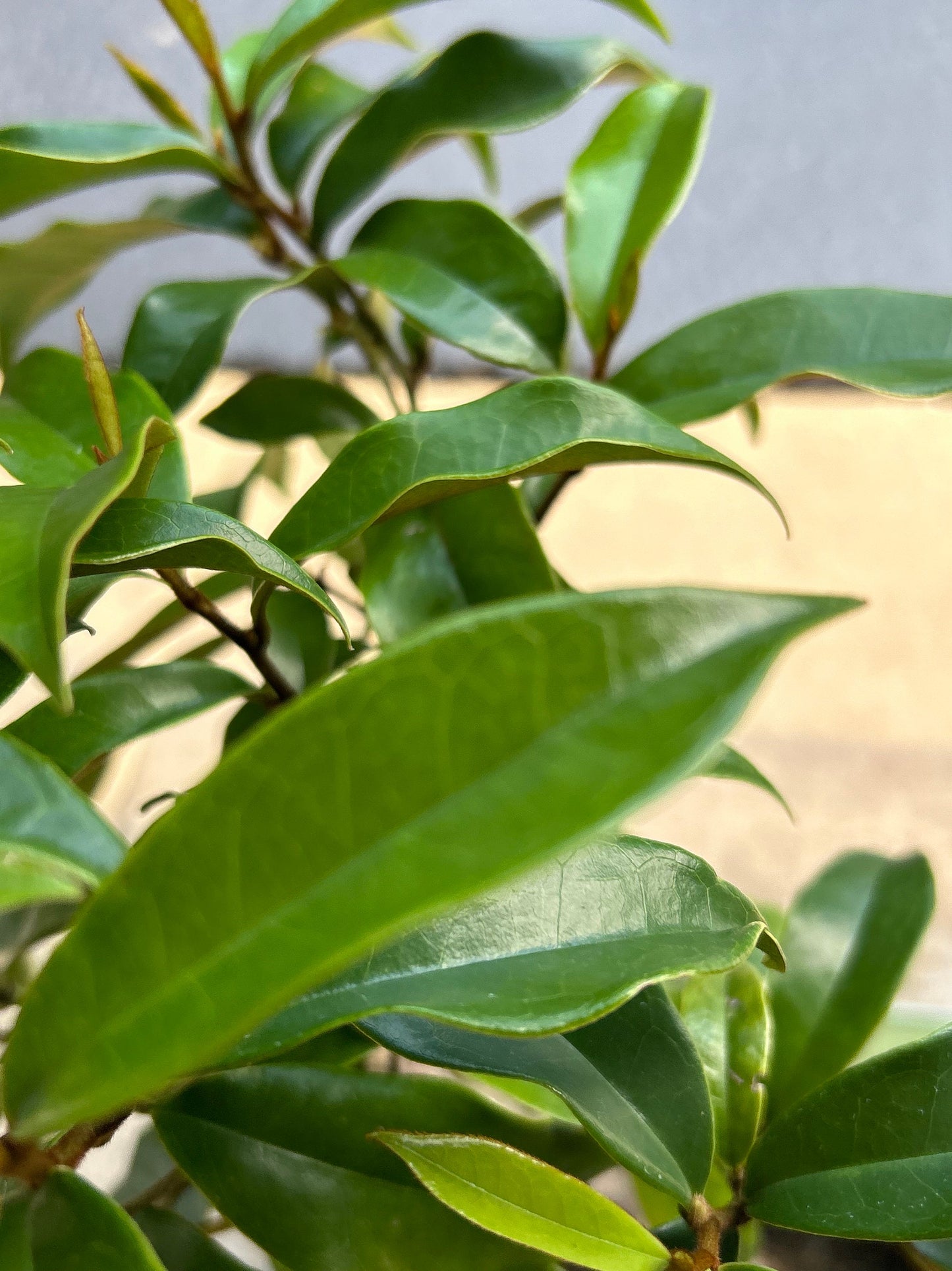7 Gallon Purple (Michelia crassipes Law) 紫花含笑 - Living Plant - Growing in Bag for Years - Blooms as Shown - Nearly 3 ft Tall, Large Plant