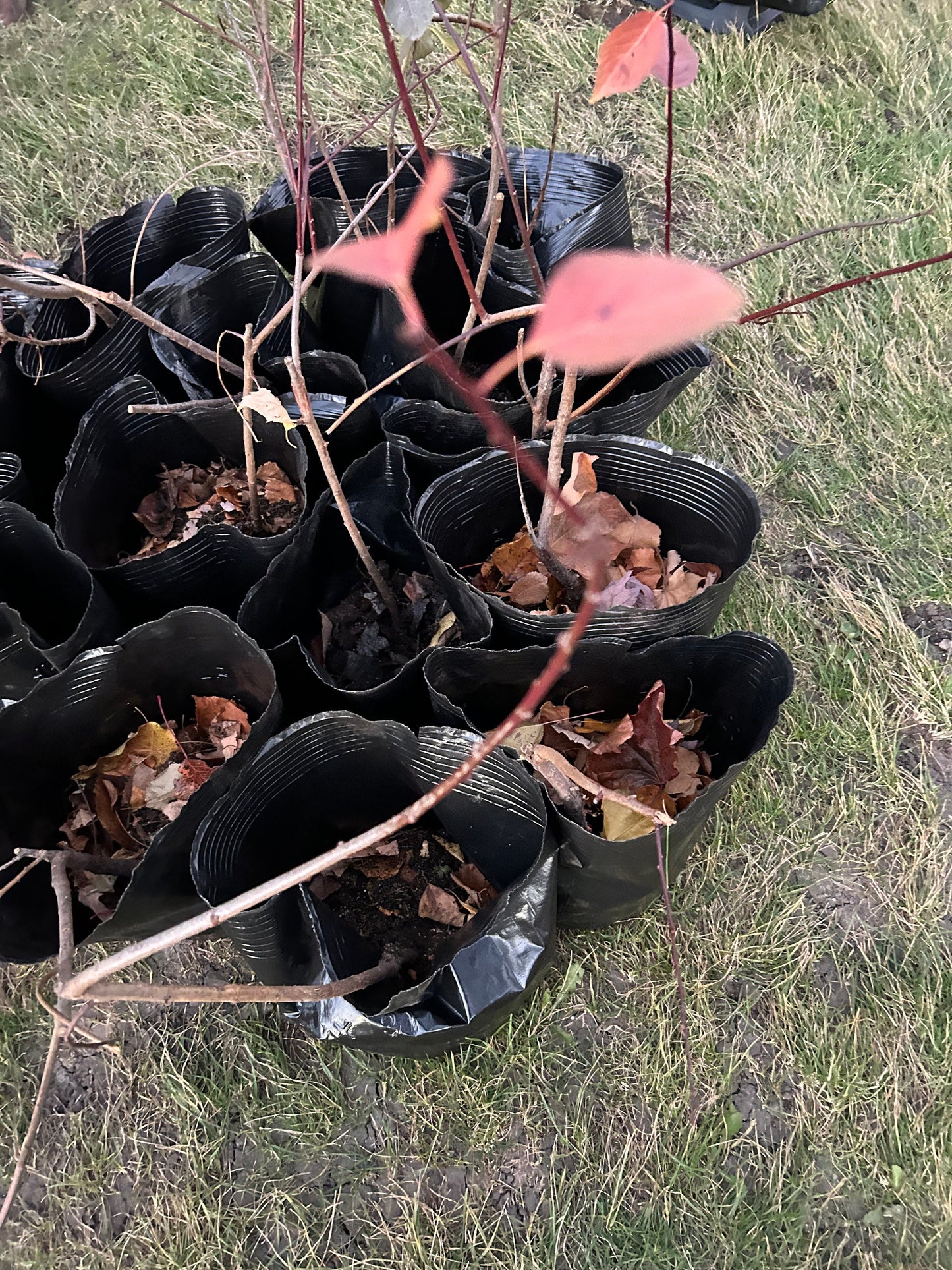 Graceful Beauty Plum Tree /美人梅-5 Gallon Size | Autumn Foliage, Shipped with Pruned Branches in Planting Bag | Living Plant