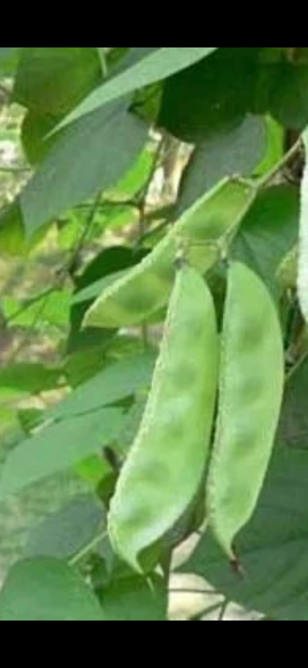 Certified Organic Hyacinth Bean Seeds; 青眉豆;Versatile and Ornamental; Edible from Spring to Frost; Dolichos Lablab Bataw; 12 Seeds