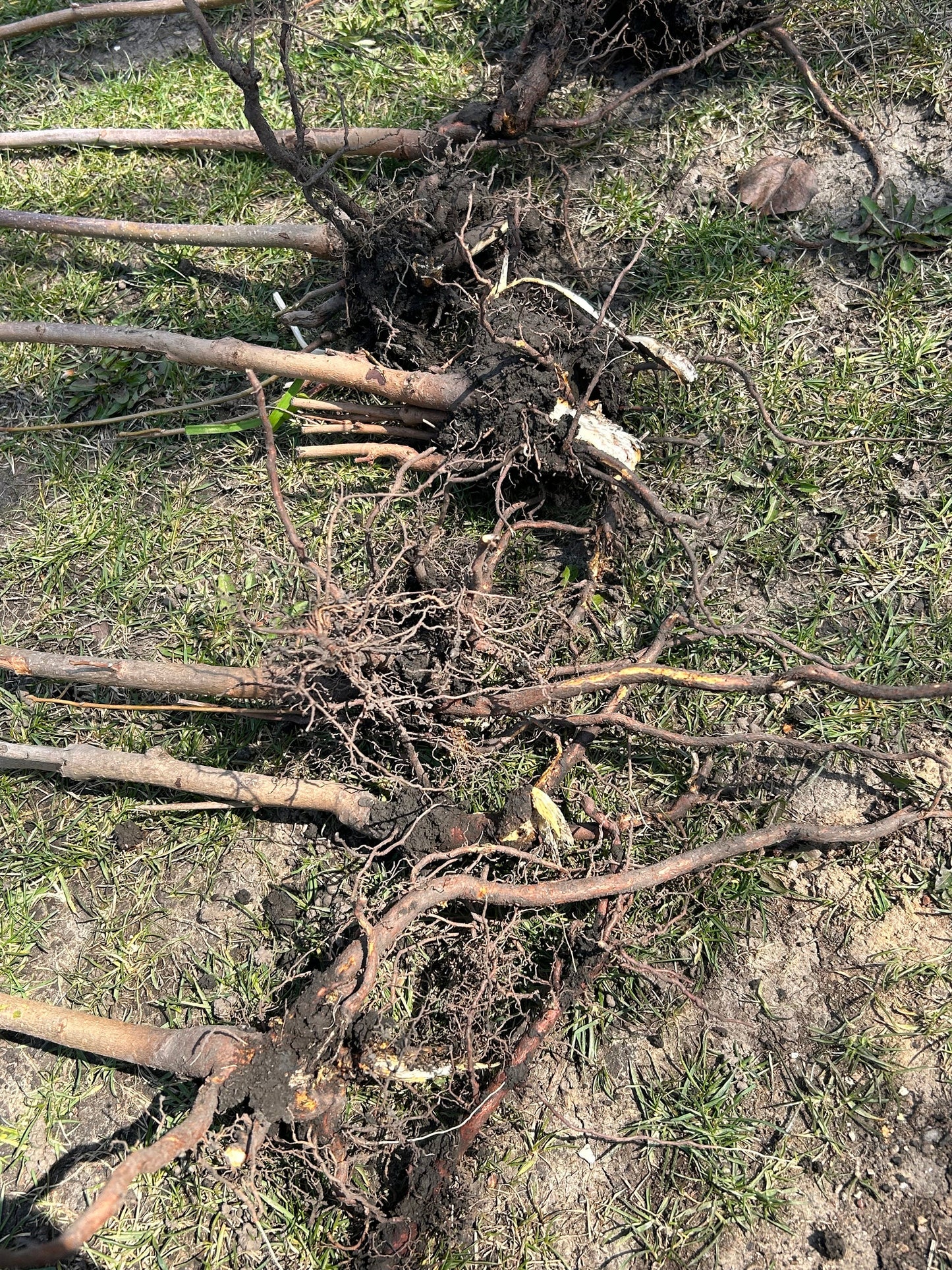 Hongyou Xiangchun -红油香椿-1 inch thick stem, bare root, trimmed if too long for shipping, developed root system, with planting bag