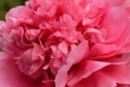Curly Leaf Red Peony-卷叶红芍药- Robust Roots, Abundant Shoots, Distinctive Thousand-Layer Blooms with Curled Leave