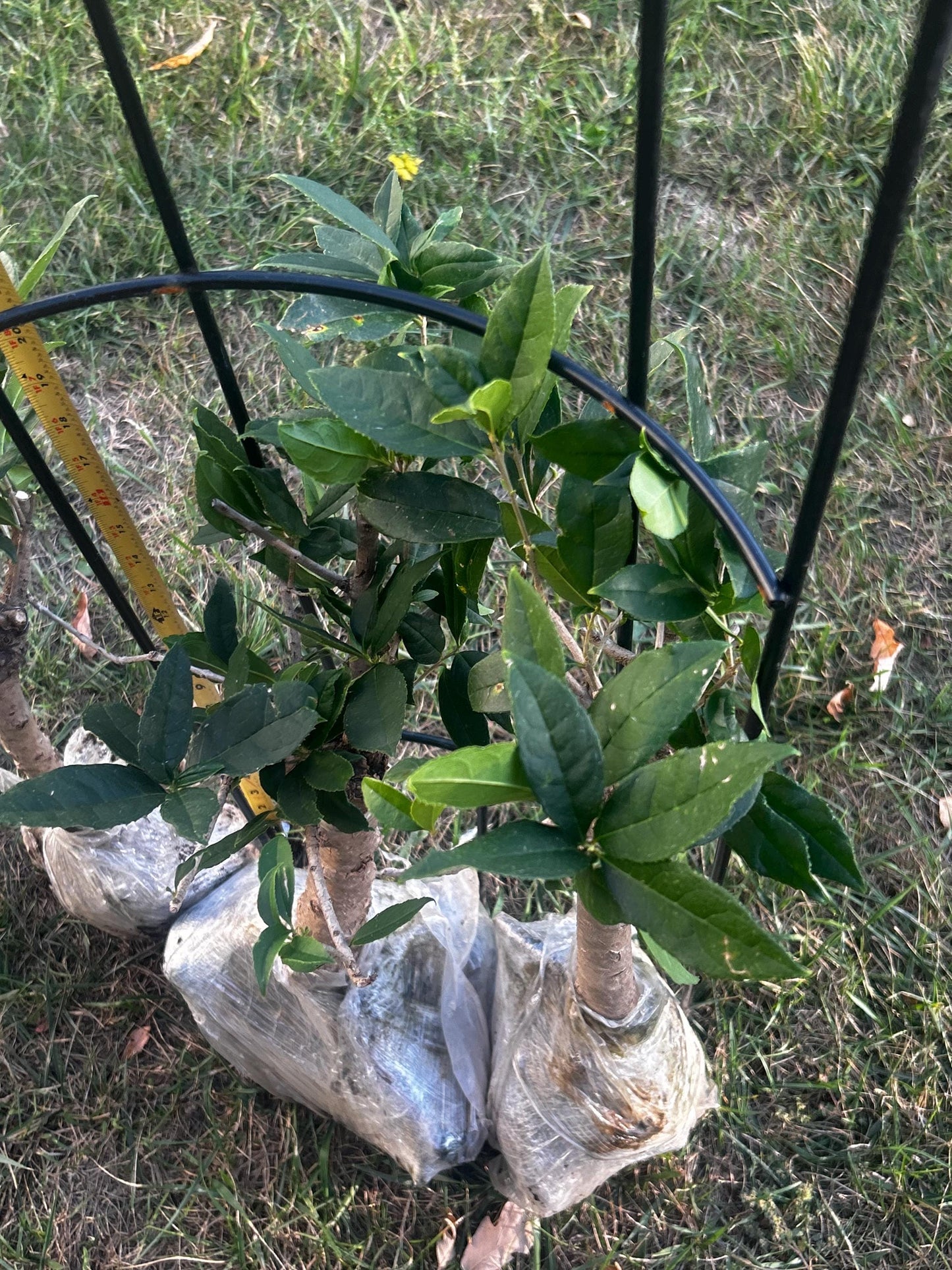 Jiu Zi Gui (九籽桂) - Fragrant Osmanthus - - Trunk Diameter3-4 cm, Height Nearly 2ft - Shipped with Minimal Soil for Adequate Moisture