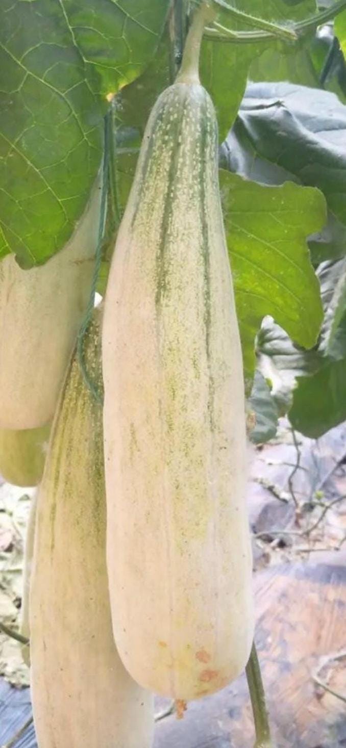 Horned Honey Melon Seeds |羊角蜜甜瓜种子 - 30 Seeds | Sweet & Crispy | Early Maturing