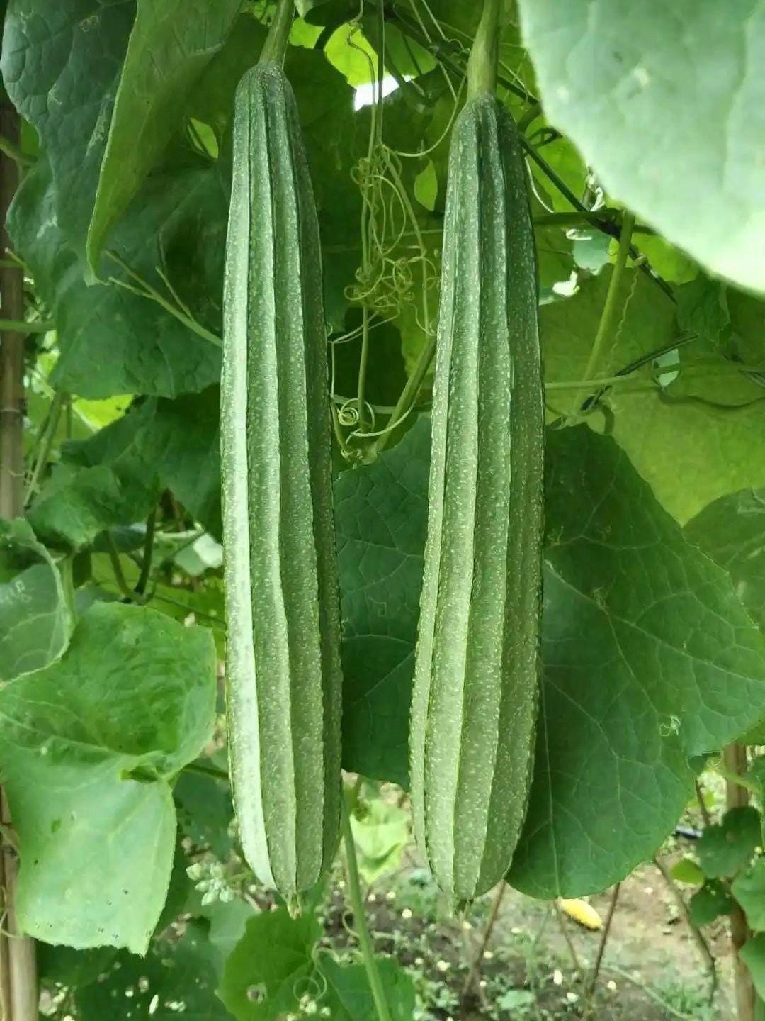 Long Ribbed Luffa Seeds / 长棱丝瓜种子 – 10 Seeds per Pack | Early-Maturing, Low-Node Fruiting, Tender & High-Yielding