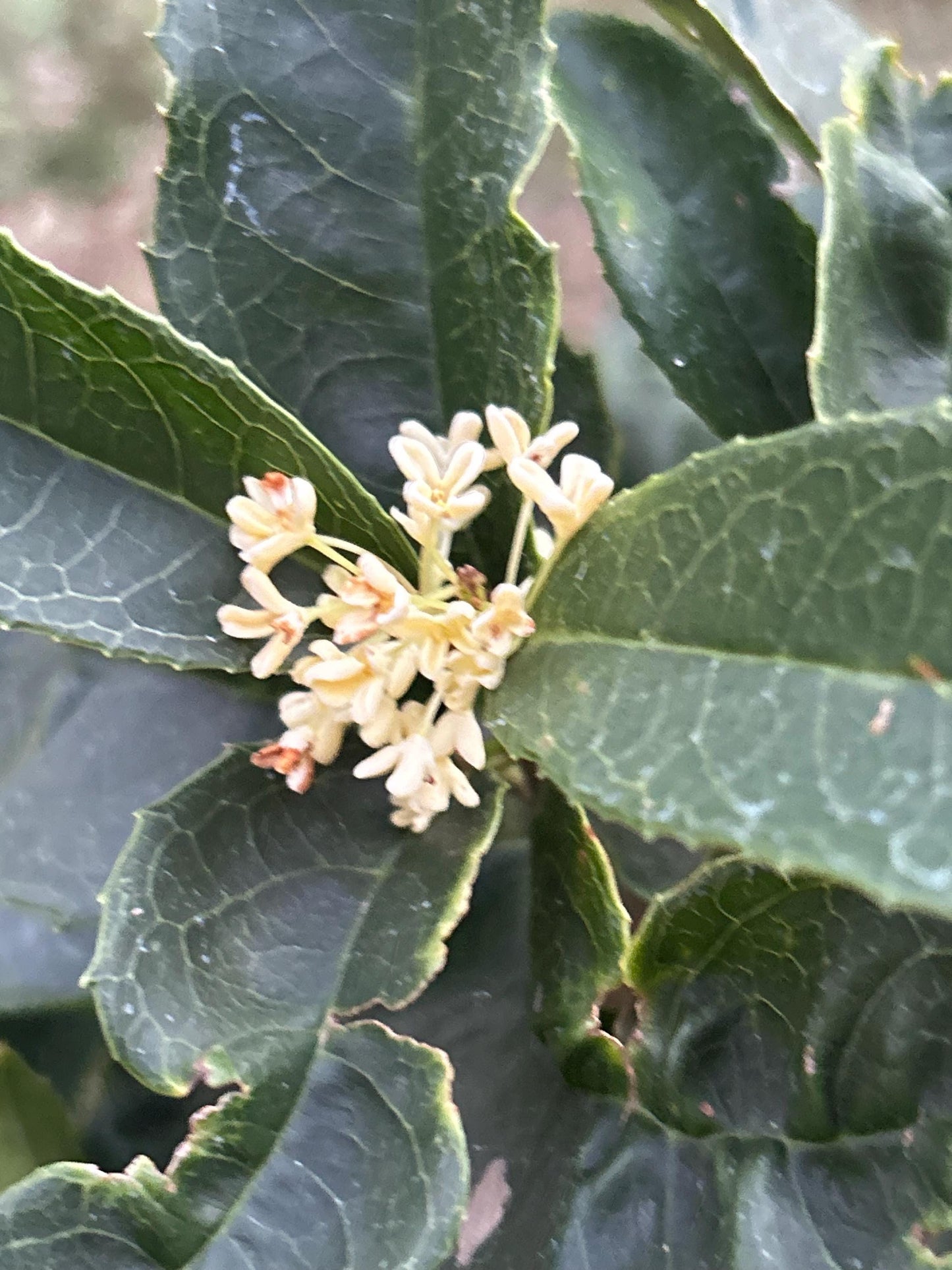 Fu Ding Zhu (佛顶株) - Fragrant Osmanthus - Trunk Diameter 3-4cm, Height Nearly 2ft - Shipped with Growing Bag