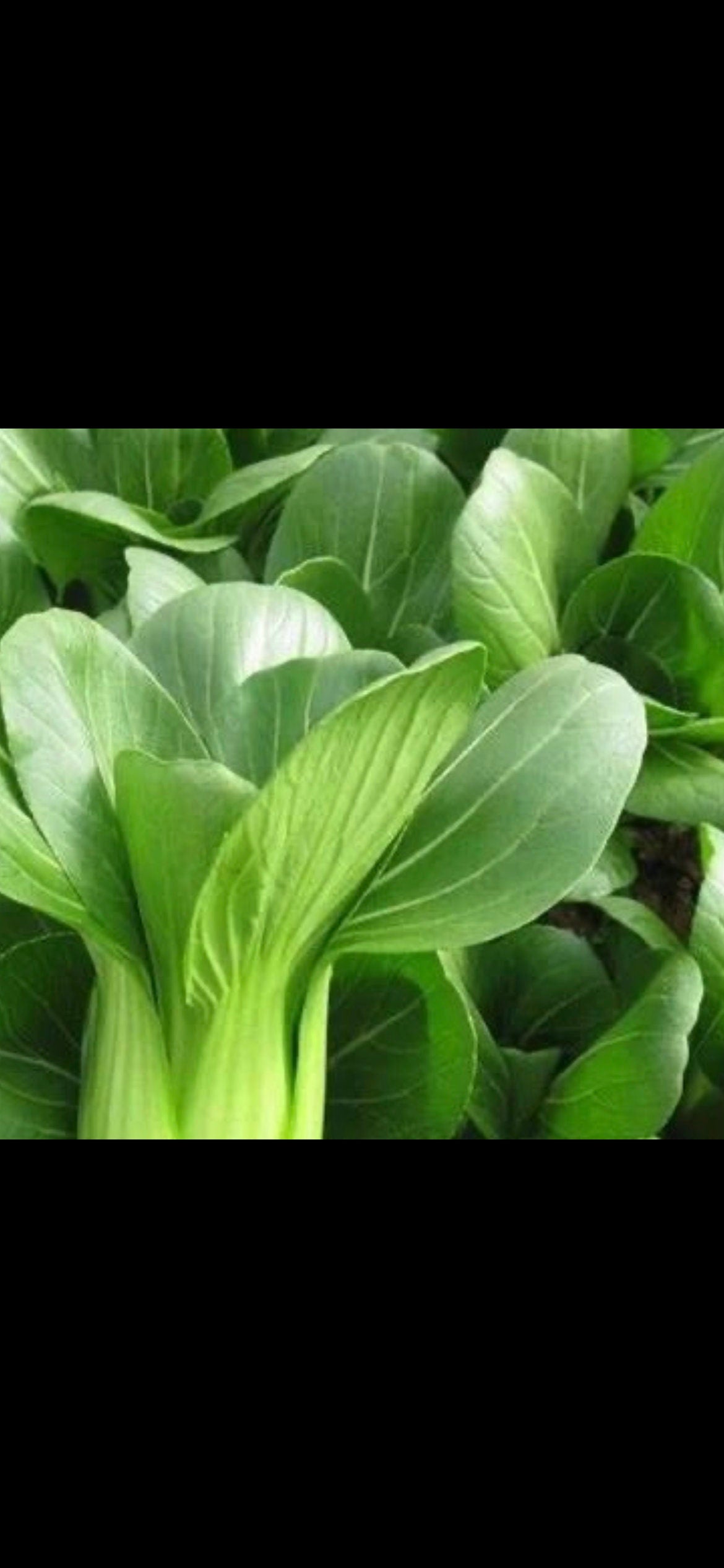 Original Shanghai Qing Seeds -原种上海青种子- 1000 Seeds per Packet