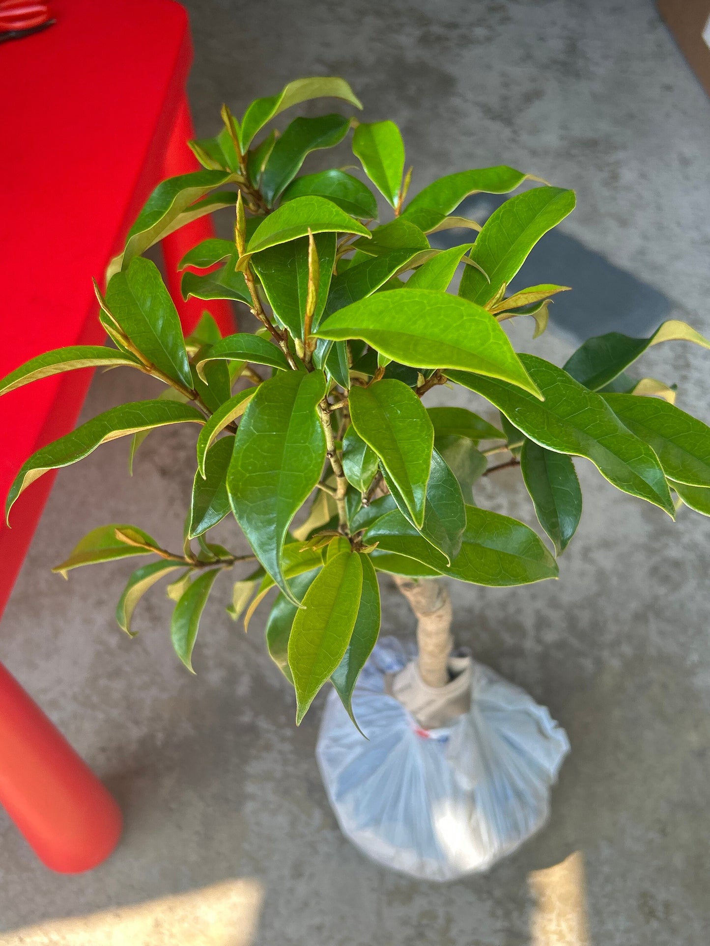 7 Gallon Purple (Michelia crassipes Law) 紫花含笑 - Living Plant - Growing in Bag for Years - Blooms as Shown - Nearly 3 ft Tall, Large Plant