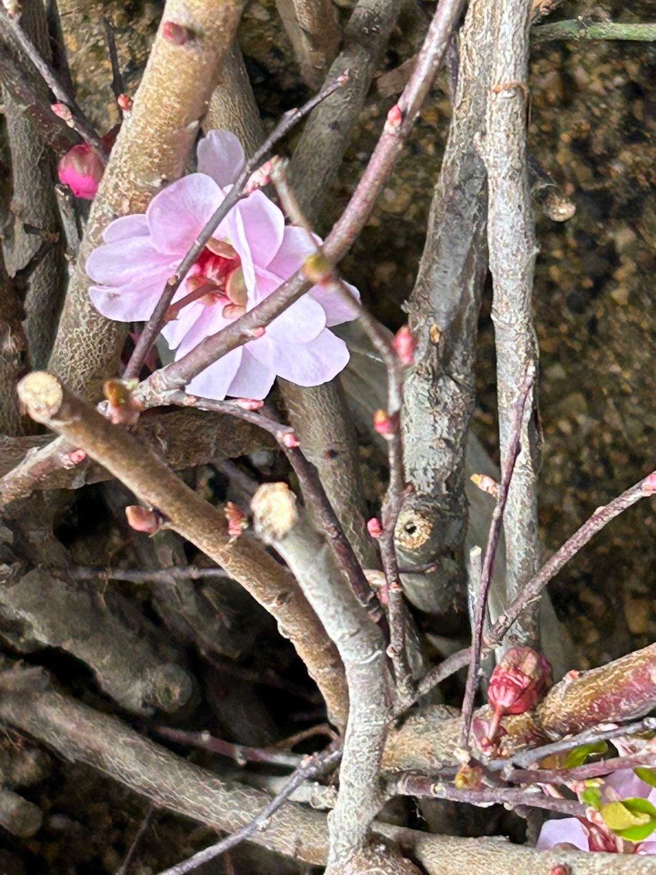 Graceful Beauty Plum Tree /美人梅-5 Gallon Size | Autumn Foliage, Shipped with Pruned Branches in Planting Bag | Living Plant