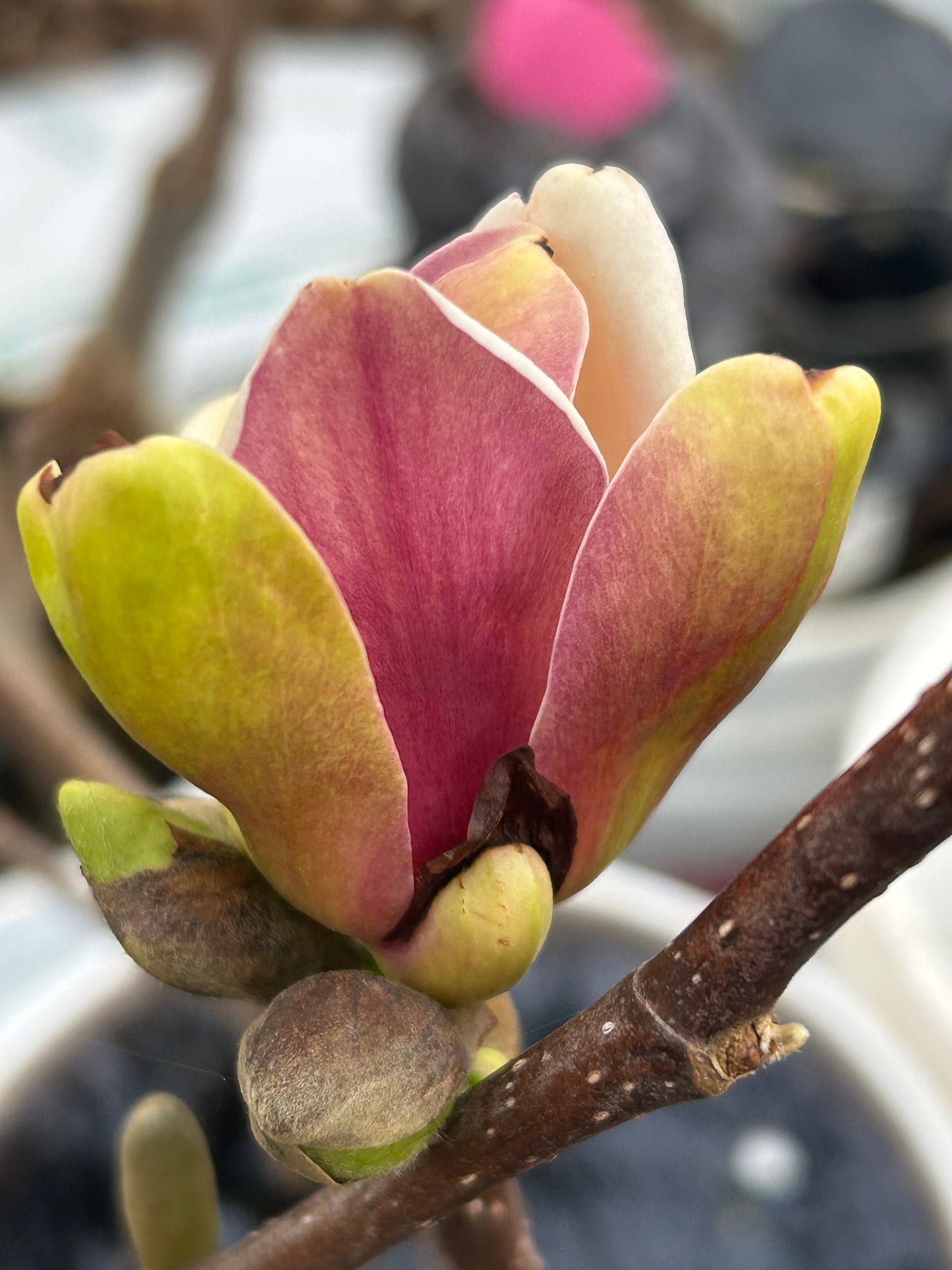 Five-Color Magnolia Tree-五彩玉兰-彩云玉兰-2-3cm Thick Trunk, about 3 Feet Tall, Shipped with Planting Bag