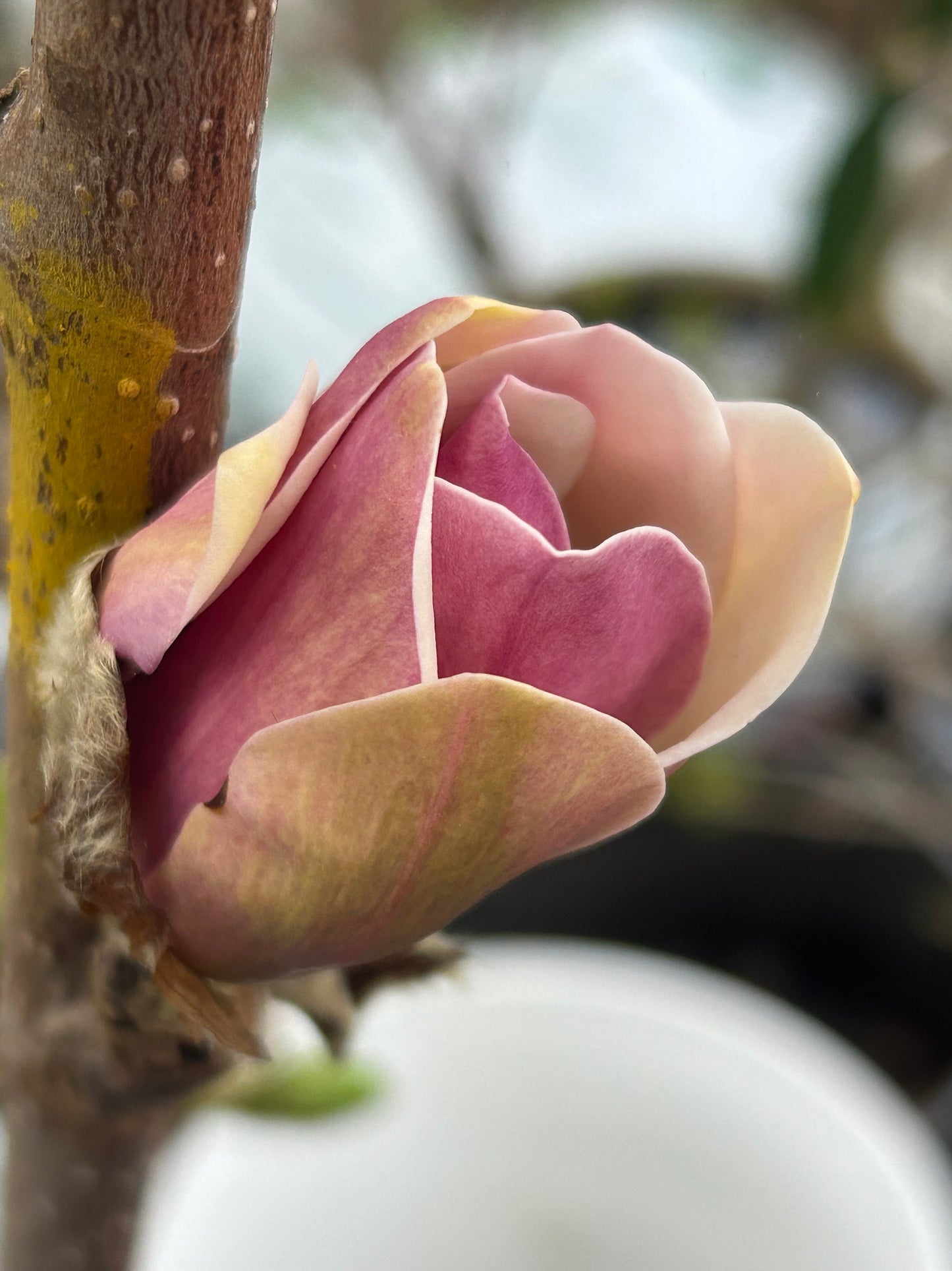 Five-Color Magnolia Tree-五彩玉兰-彩云玉兰-2-3cm Thick Trunk, about 3 Feet Tall, Shipped with Planting Bag