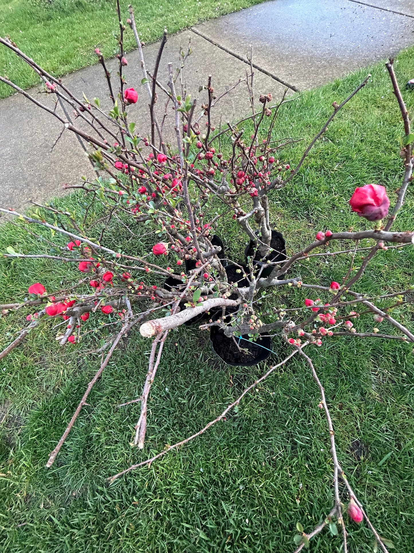 Longevity Crown Flowering Quince|长寿冠海棠 - Thick Stem 2.5 to 3 Inch - About 2ft Tall - Live Plant with Growing Bag - Bonsai Friendly
