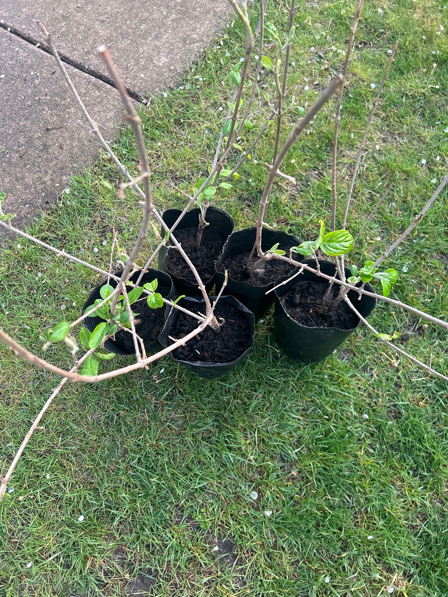 Chinese Snowball Viburnum Sapling-中华木绣球-2 Feet Tall, 0.5-Inch Diameter Stem, Own Root, Shipping with Growing Bag