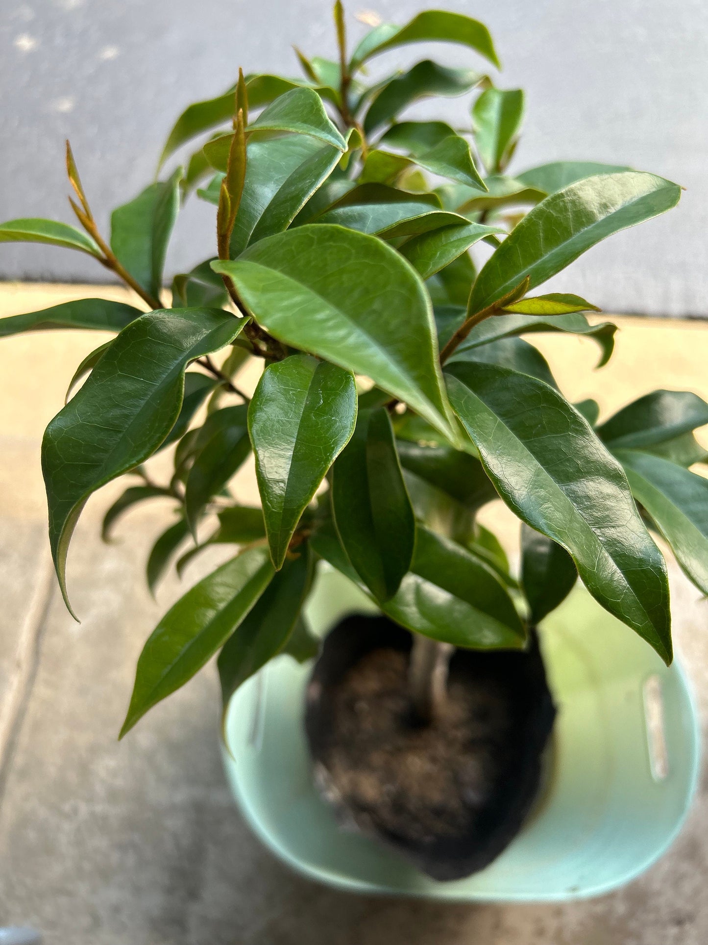 7 Gallon Purple (Michelia crassipes Law) 紫花含笑 - Living Plant - Growing in Bag for Years - Blooms as Shown - Nearly 3 ft Tall, Large Plant