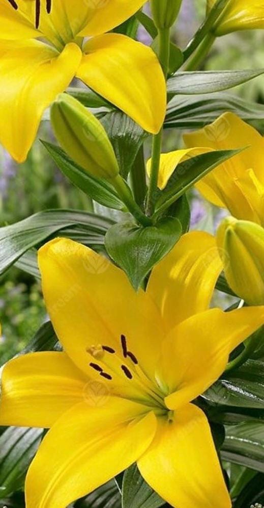 Lilium ‘Nashville’ |纳仕维尔百合– Vibrant Yellow LA Hybrid Lily Bulb (One Bulb per Order)