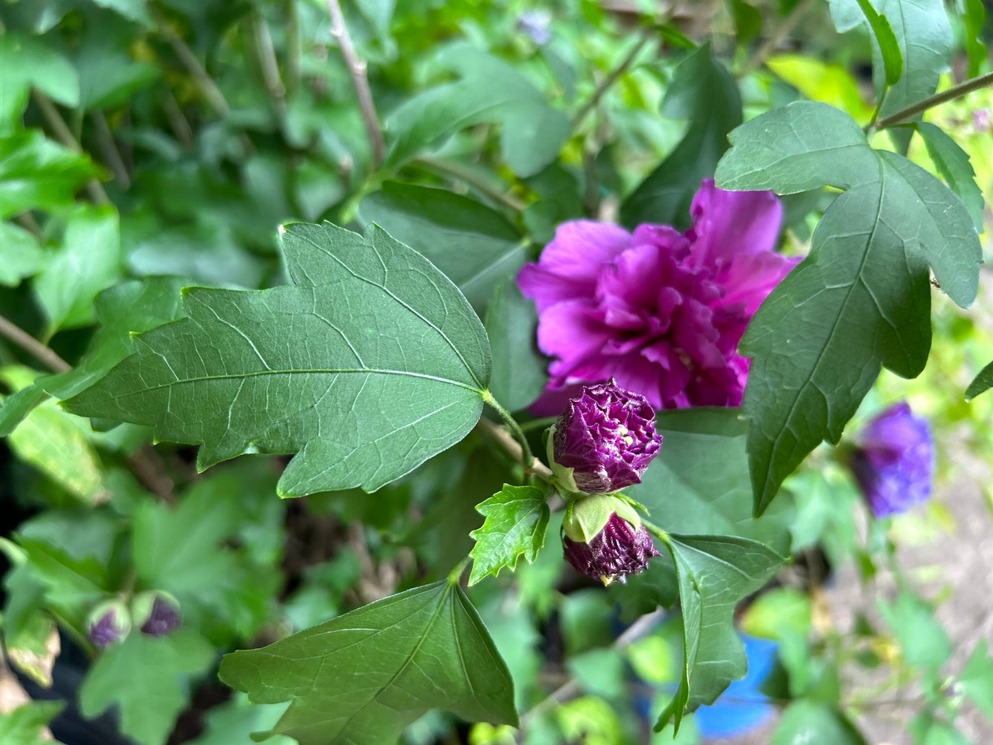 5 Gallon Japanese Purple Althea (Mukuge) - 日本紫玉木槿-Living Plant - Autumn Deciduous - 秋天落叶 - Normal Leaf Drop 正常叶落