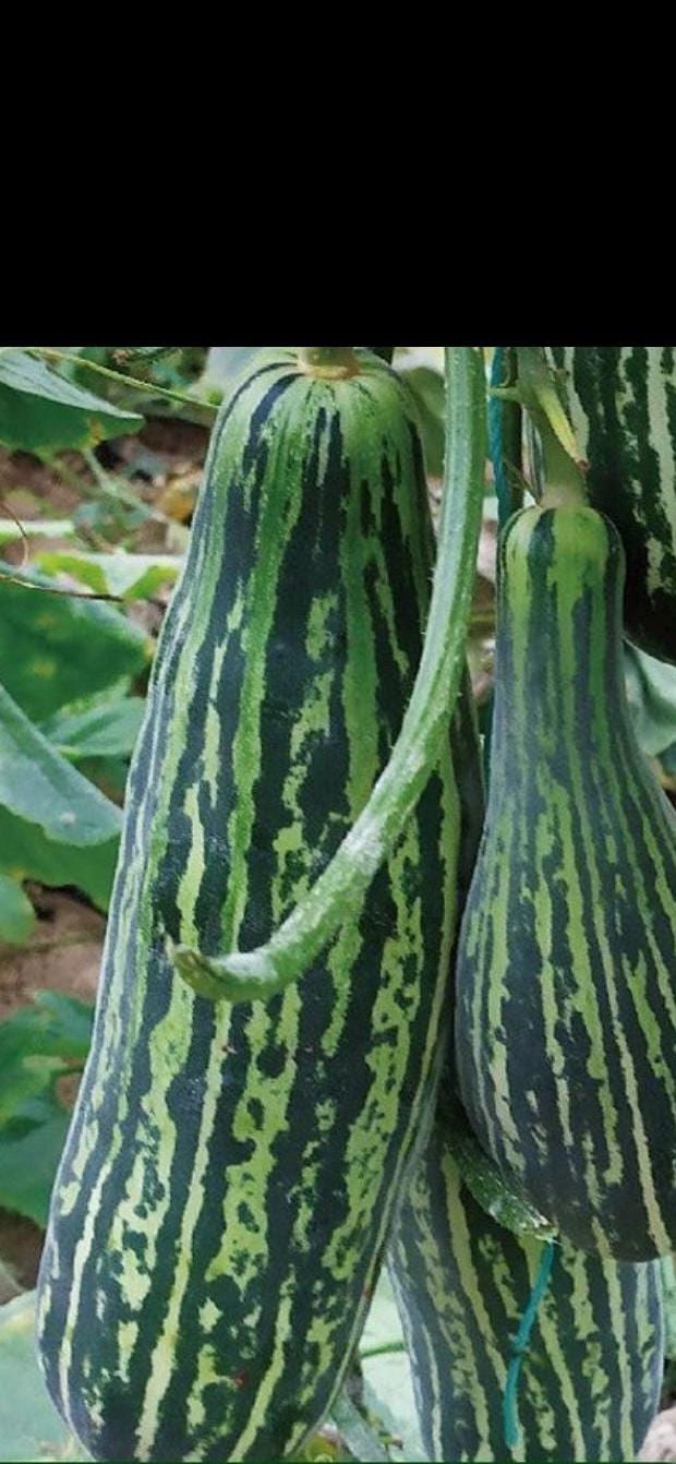 Sweet Crispy Ox Horn Melon Seeds|甜脆牛角蜜甜瓜种子 - 30 Seeds | Unique Horn Shape