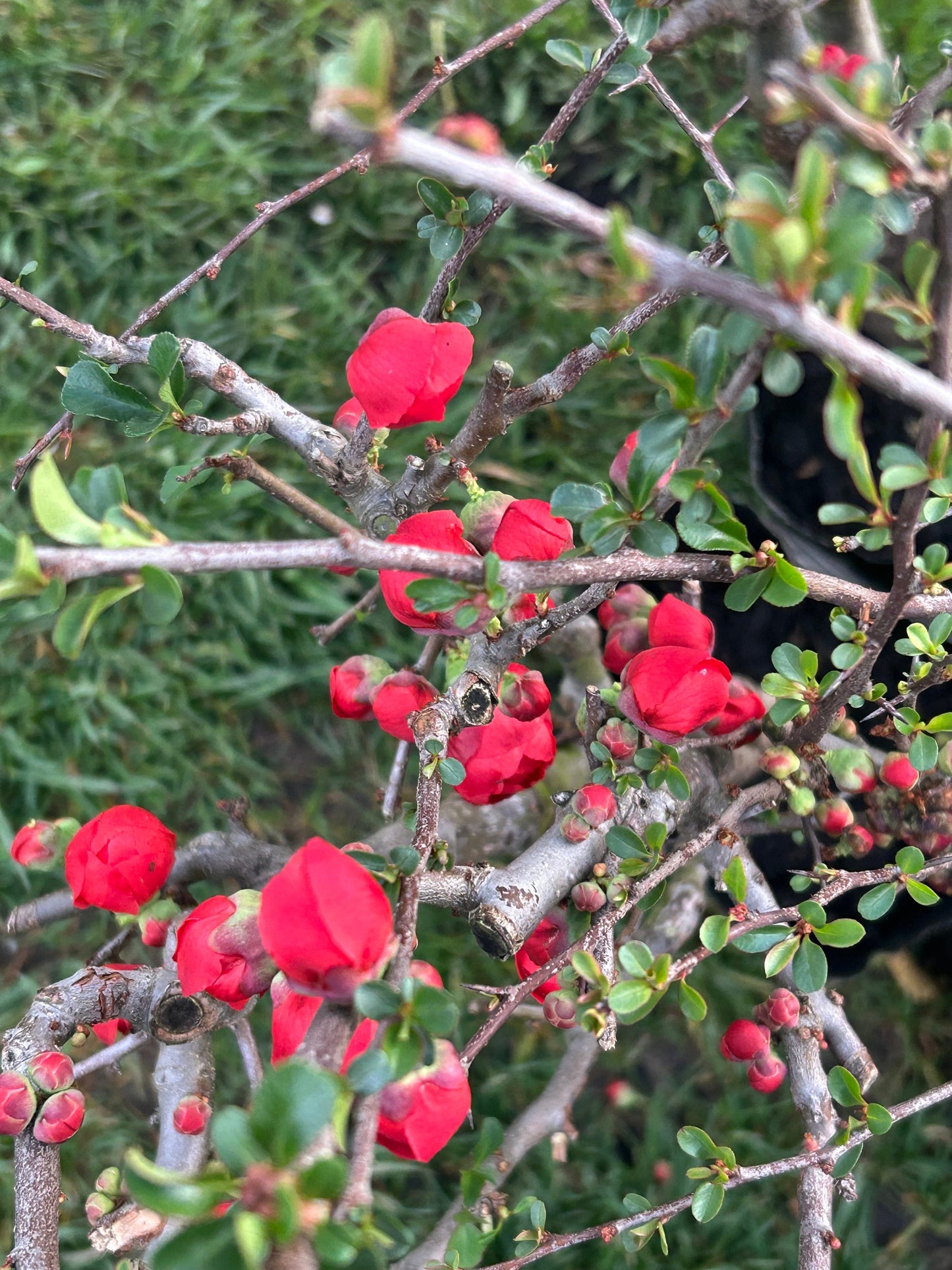 Longevity Crown Flowering Quince|长寿冠海棠 - Thick Stem 2.5 to 3 Inch - About 2ft Tall - Live Plant with Growing Bag - Bonsai Friendly