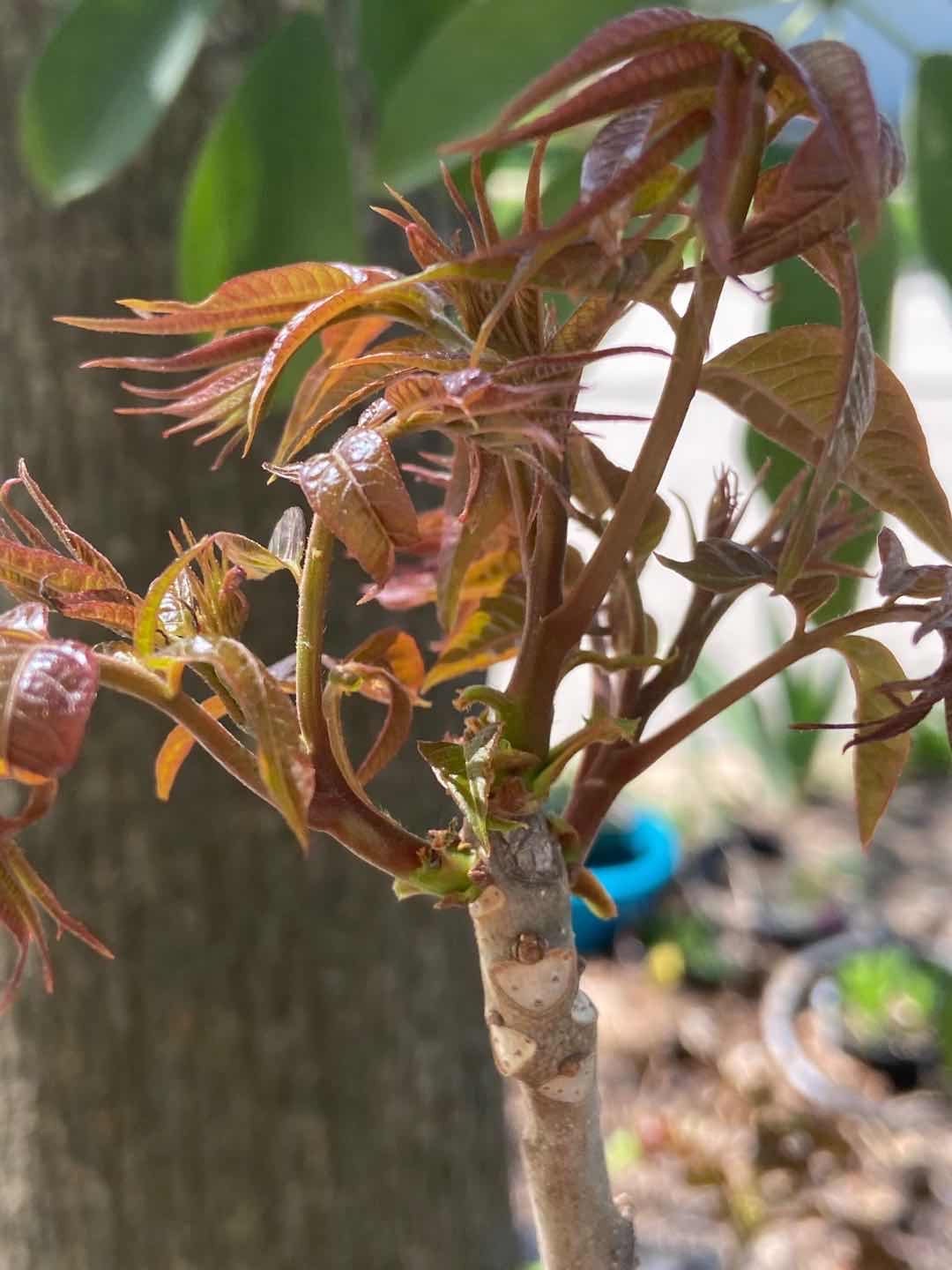 Hongyou Xiangchun -红油香椿-1 inch thick stem, bare root, trimmed if too long for shipping, developed root system, with planting bag