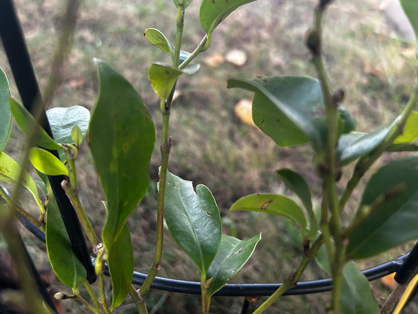 Banana Shrub, Michelia figo, Port Wine Magnolia/含笑 - Approx. 1ft 11in Tall, Shipped in Grow Bag