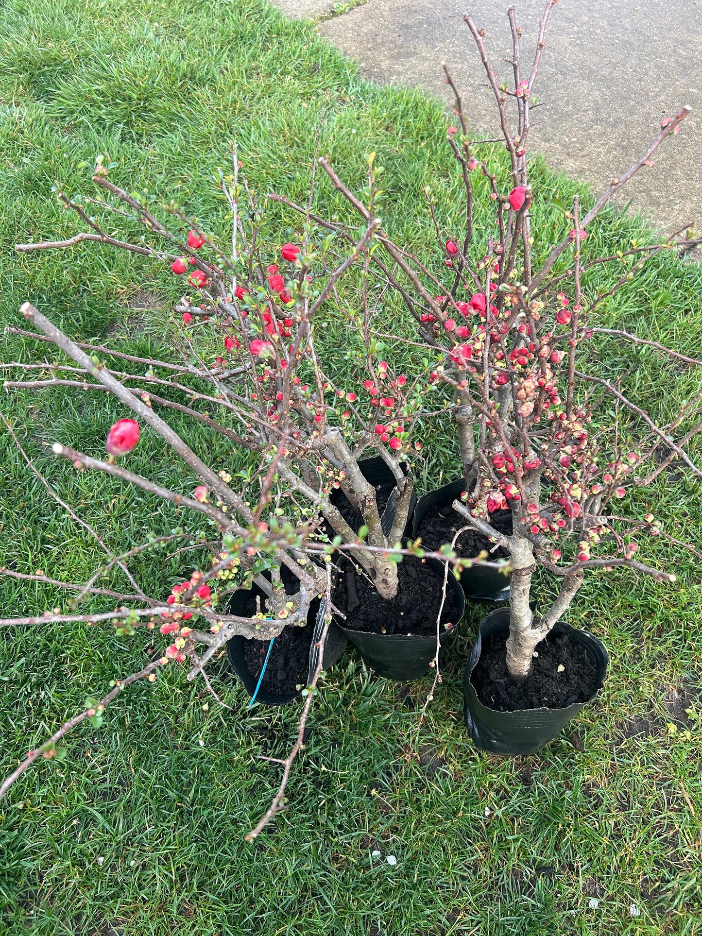 Longevity Crown Flowering Quince|长寿冠海棠 - Thick Stem 2.5 to 3 Inch - About 2ft Tall - Live Plant with Growing Bag - Bonsai Friendly