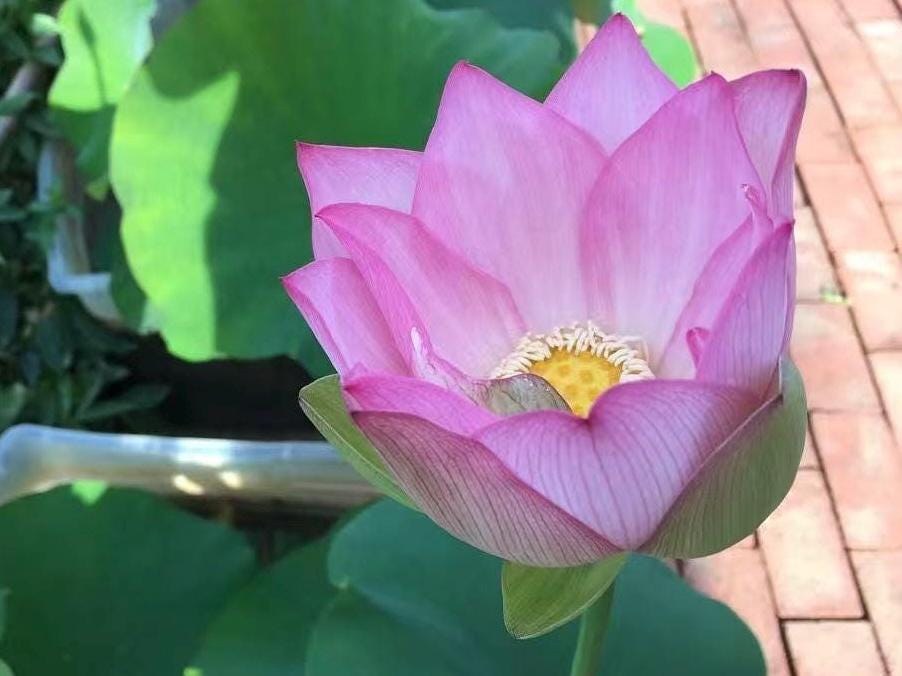 Homegrown Space 36 Lotus Root/太空莲 - Organic & High-Yield Variety!