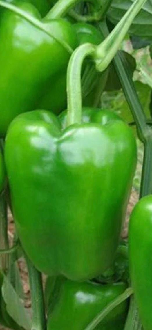 Qiemen Large Sweet Pepper Seeds / 茄门大甜椒种子 – 20 Seeds per Pack | High-Yield, Crisp & Sweet, Mid-to-Late Maturing Variety