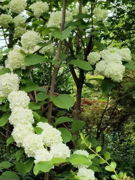 Chinese Snowball Viburnum Sapling /中华木绣球树苗– Approximately 2 Feet Tall, 1.5 cm Stem Diameter, Own Root, Ships with Growing Bag