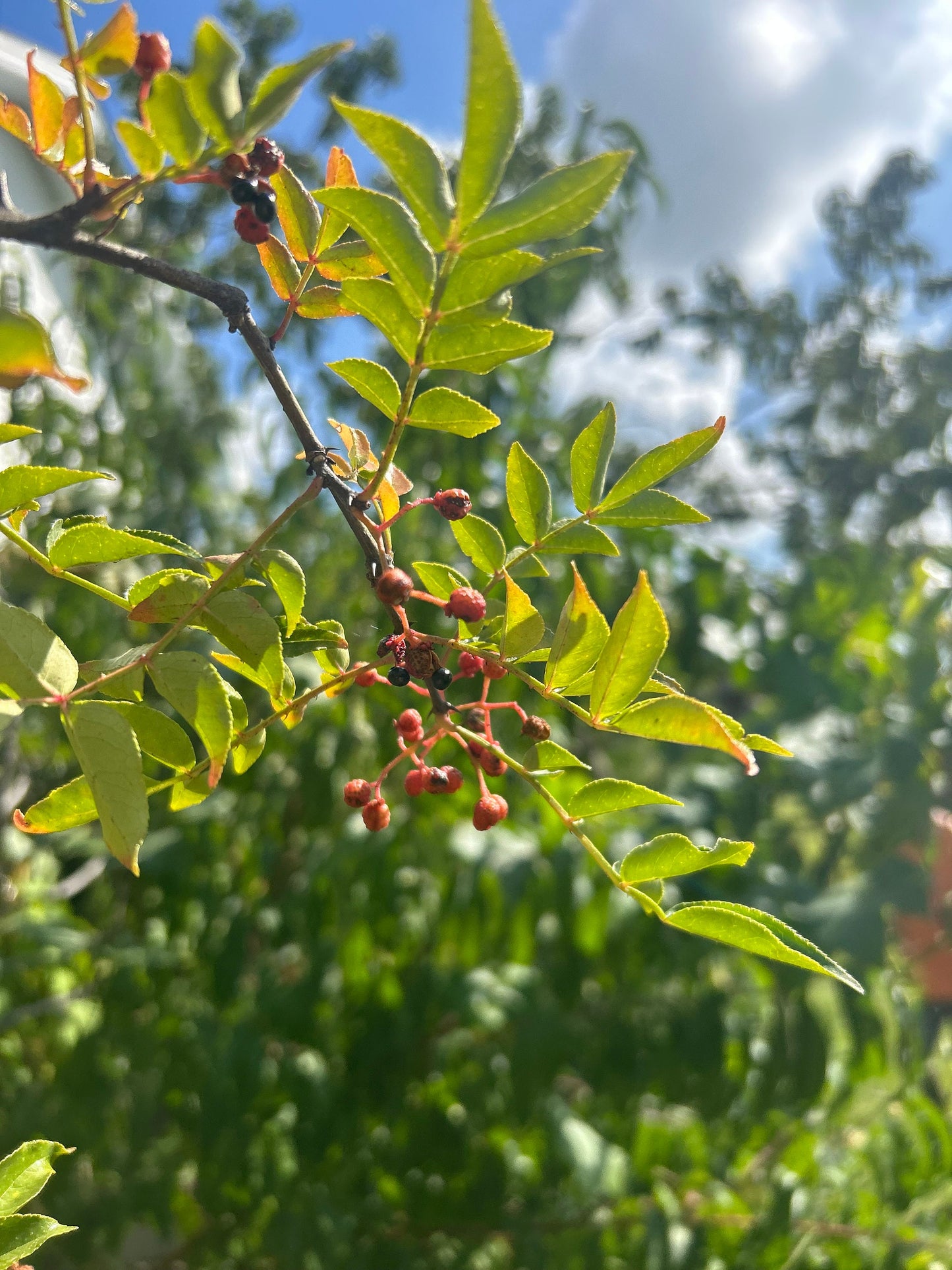 70 Sichuan Pepper Seeds, Harvested in 2024, Homegrown from Sichuan Pepper Trees