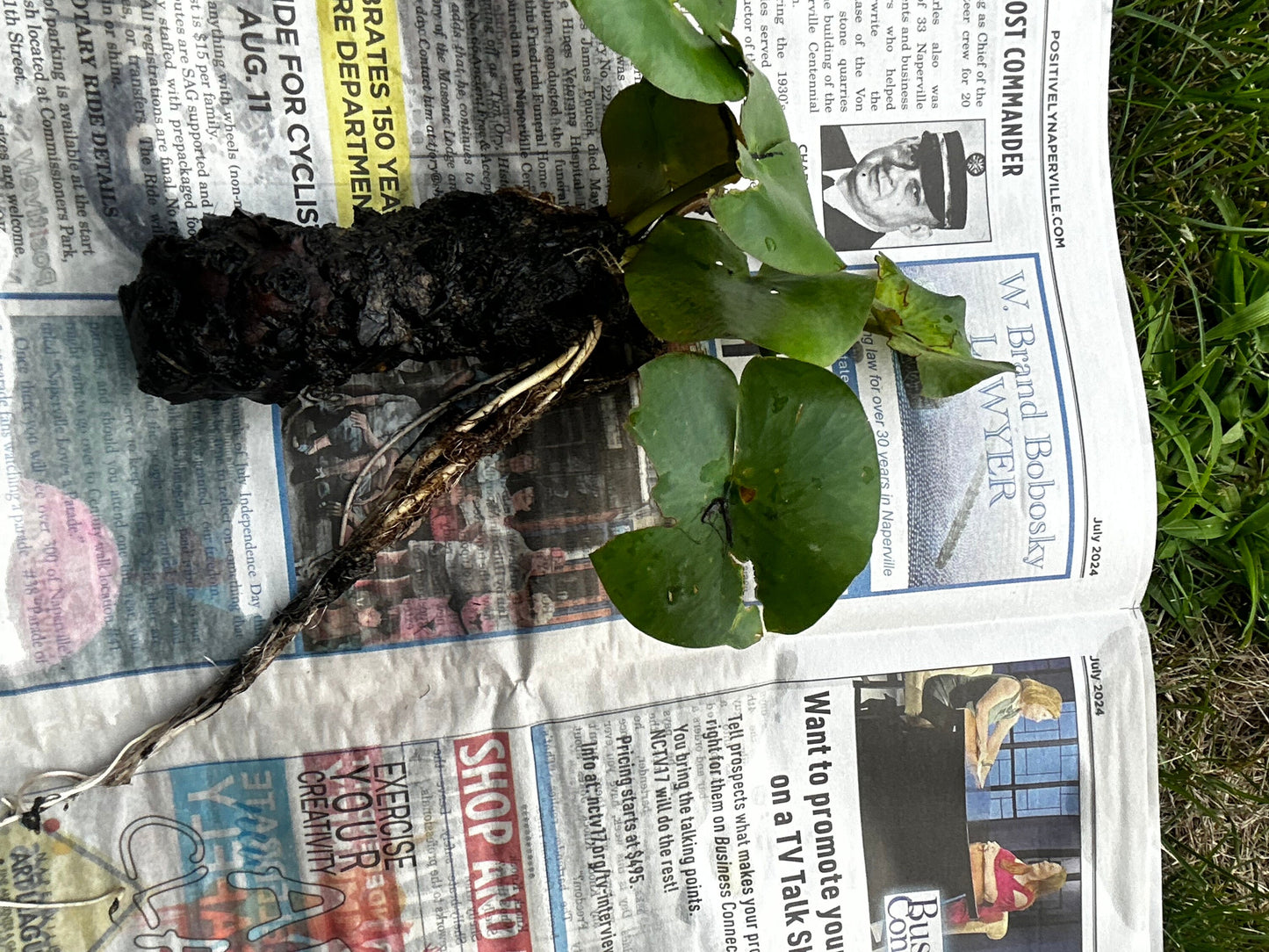 Fresh Water Lily,睡莲,living plant