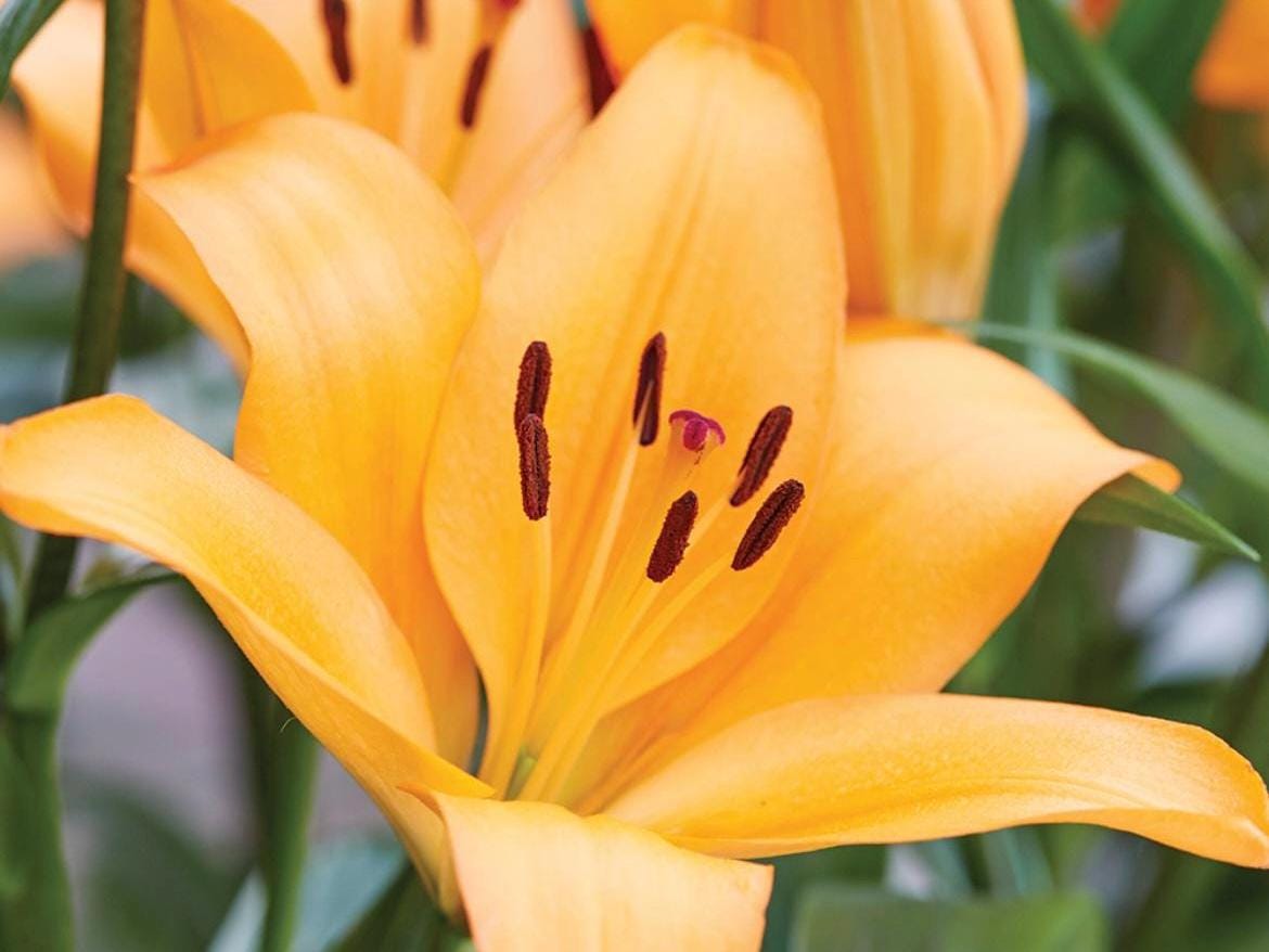 Lilium ‘Puma’ Bulb| 彪马百合种球– Vibrant Orange LA Hybrid Lily for Stunning Summer Blooms