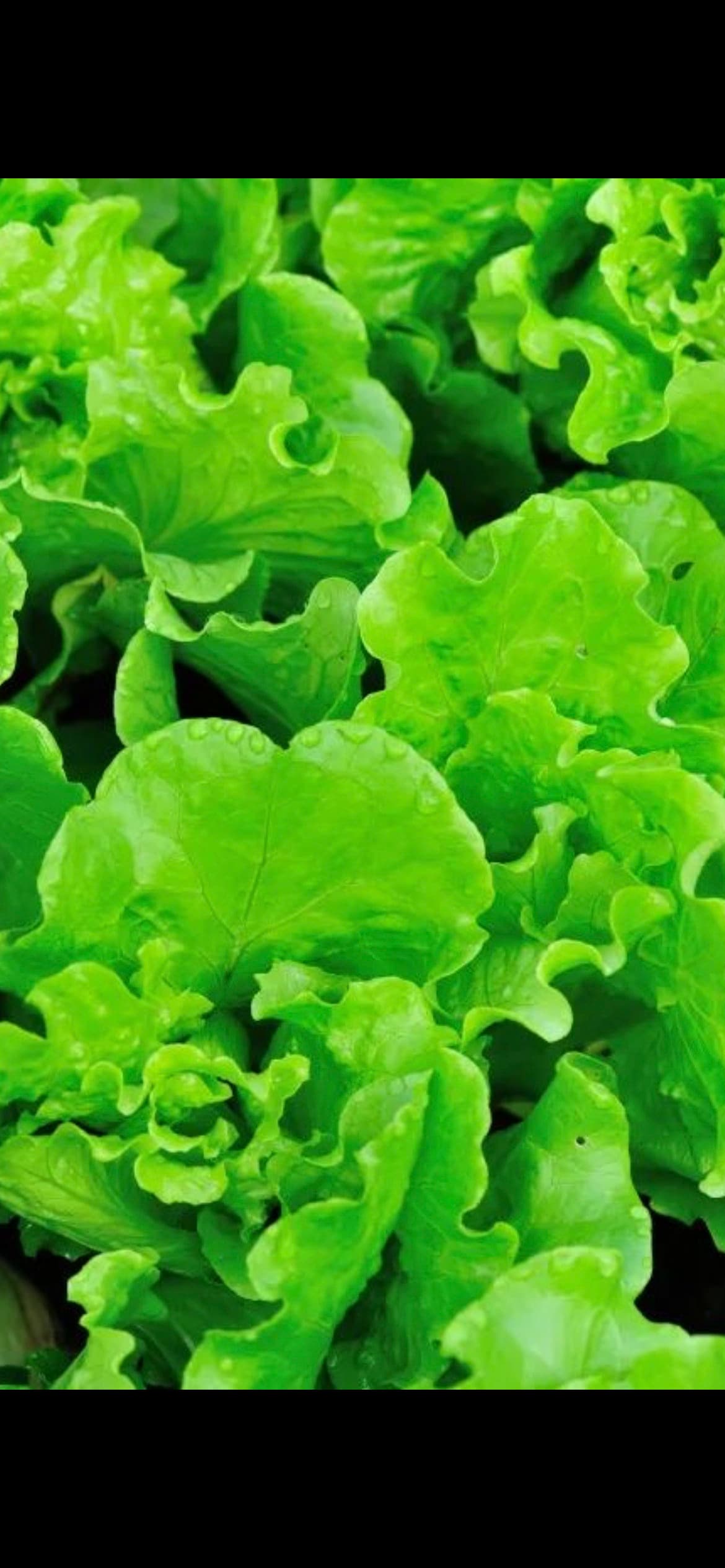 Italian Lettuce Seeds - 意大利生菜-1000 Seeds per Packet