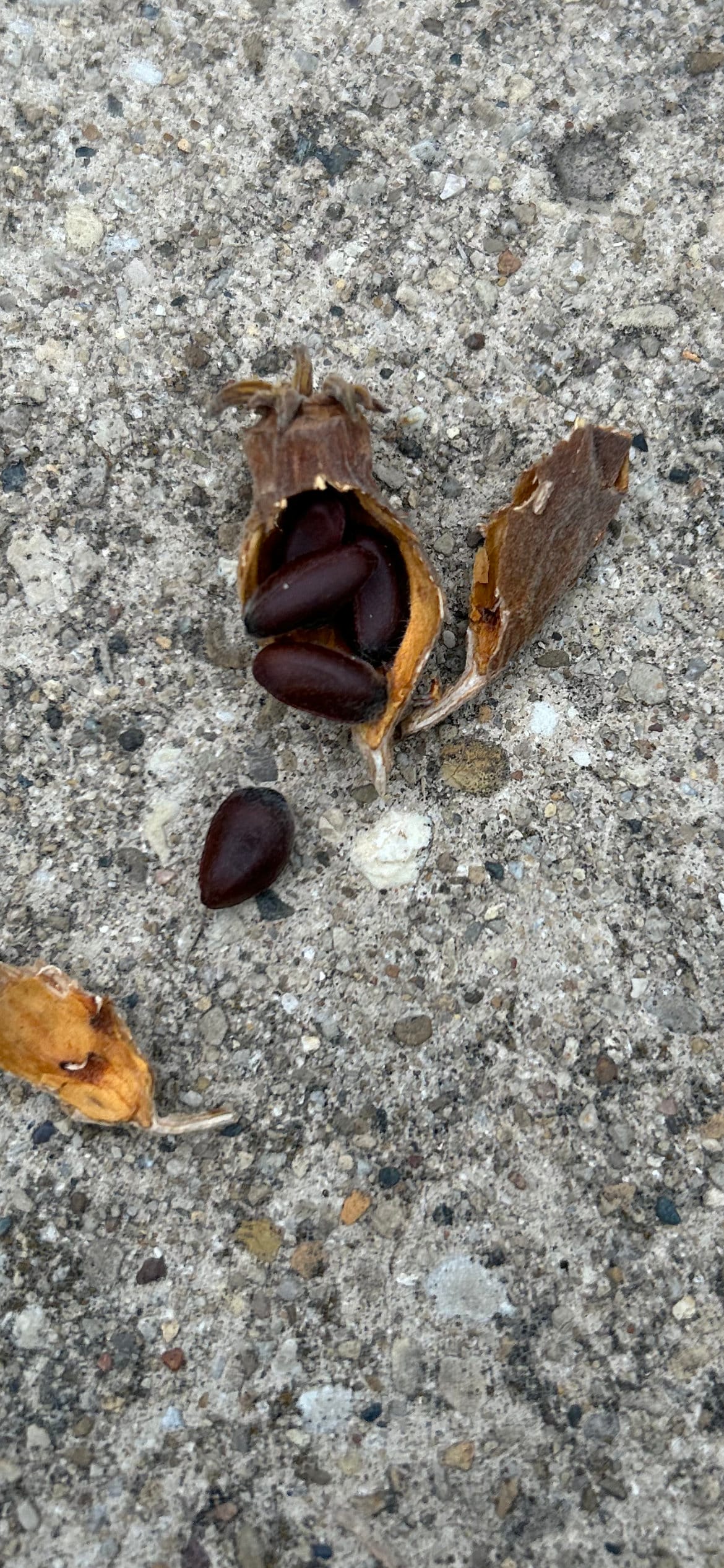 Freshly Harvested Winter Sweet (腊梅花) Seeds - 7/7/2025 | Ideal for Indoor Seedlings in Cold Weather | Free Shipping | 5 Seeds per Order