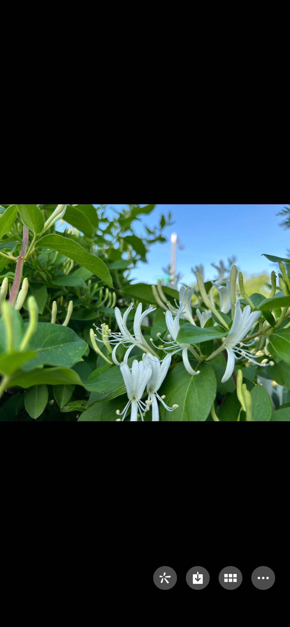 Japanese Honeysuckle,正宗食用金银花,living plant