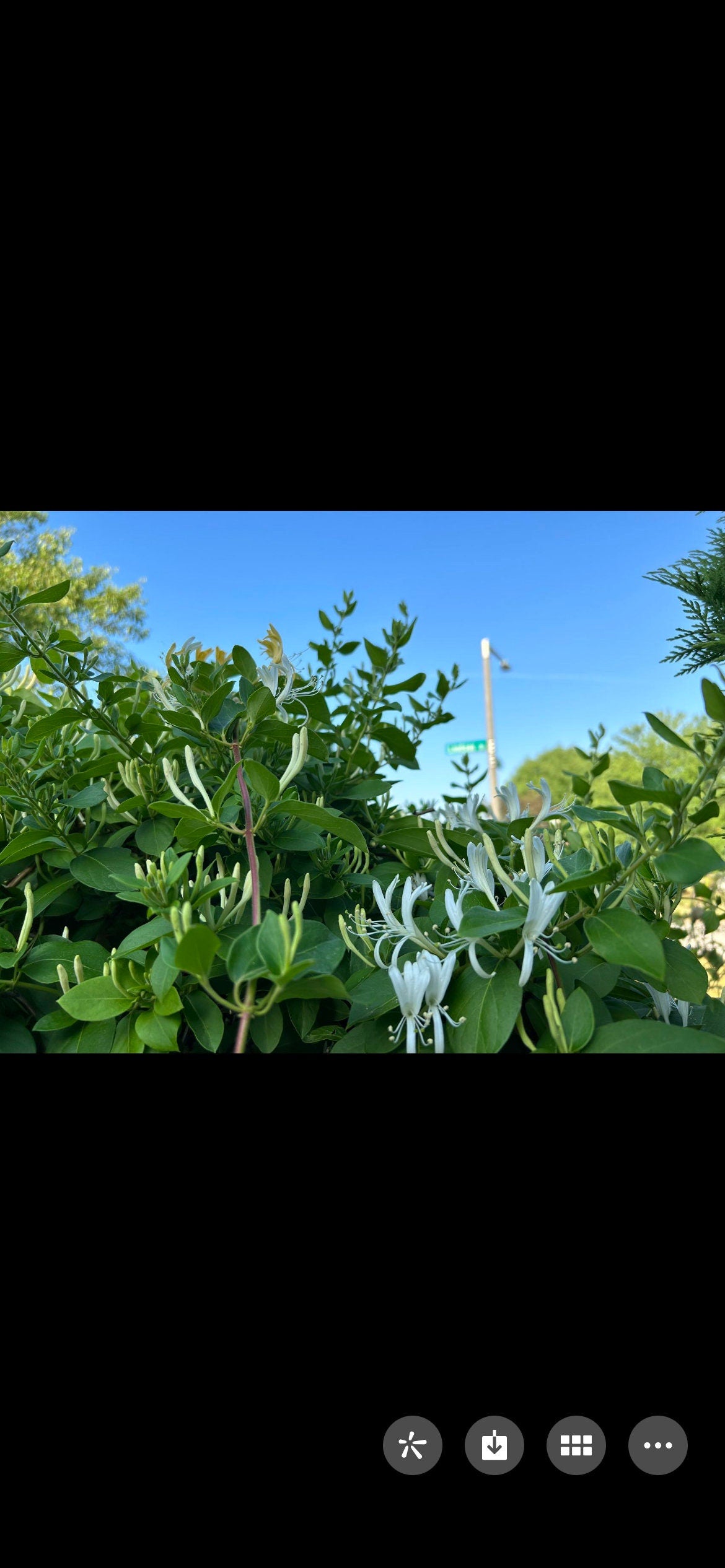 Japanese Honeysuckle,正宗食用金银花,living plant