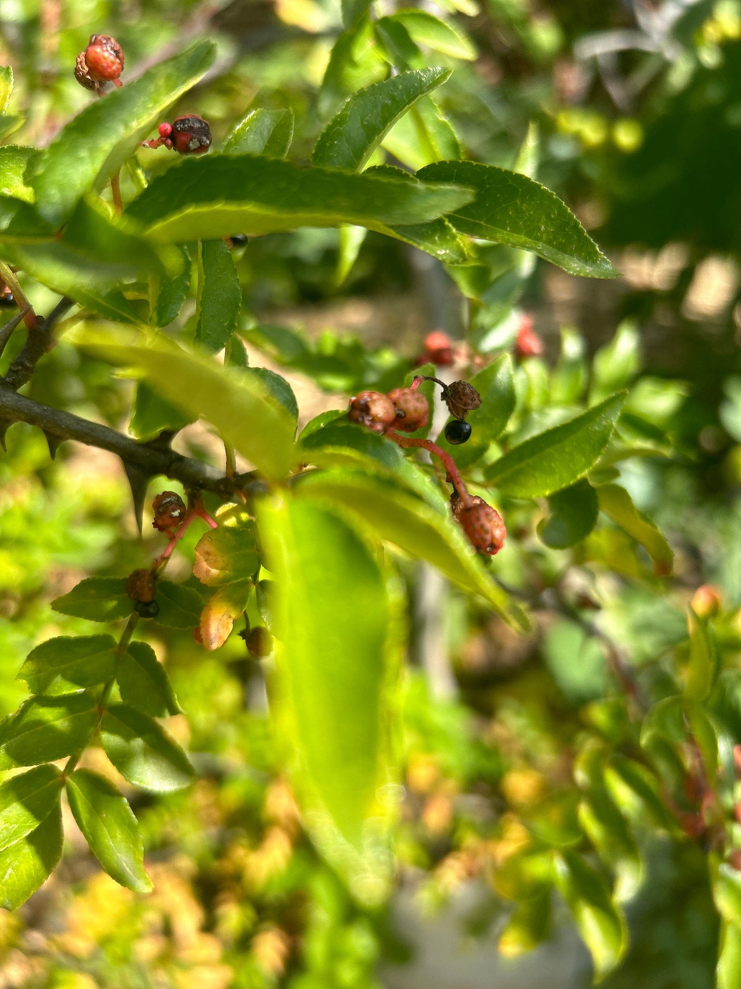 70 Sichuan Pepper Seeds, Harvested in 2024, Homegrown from Sichuan Pepper Trees