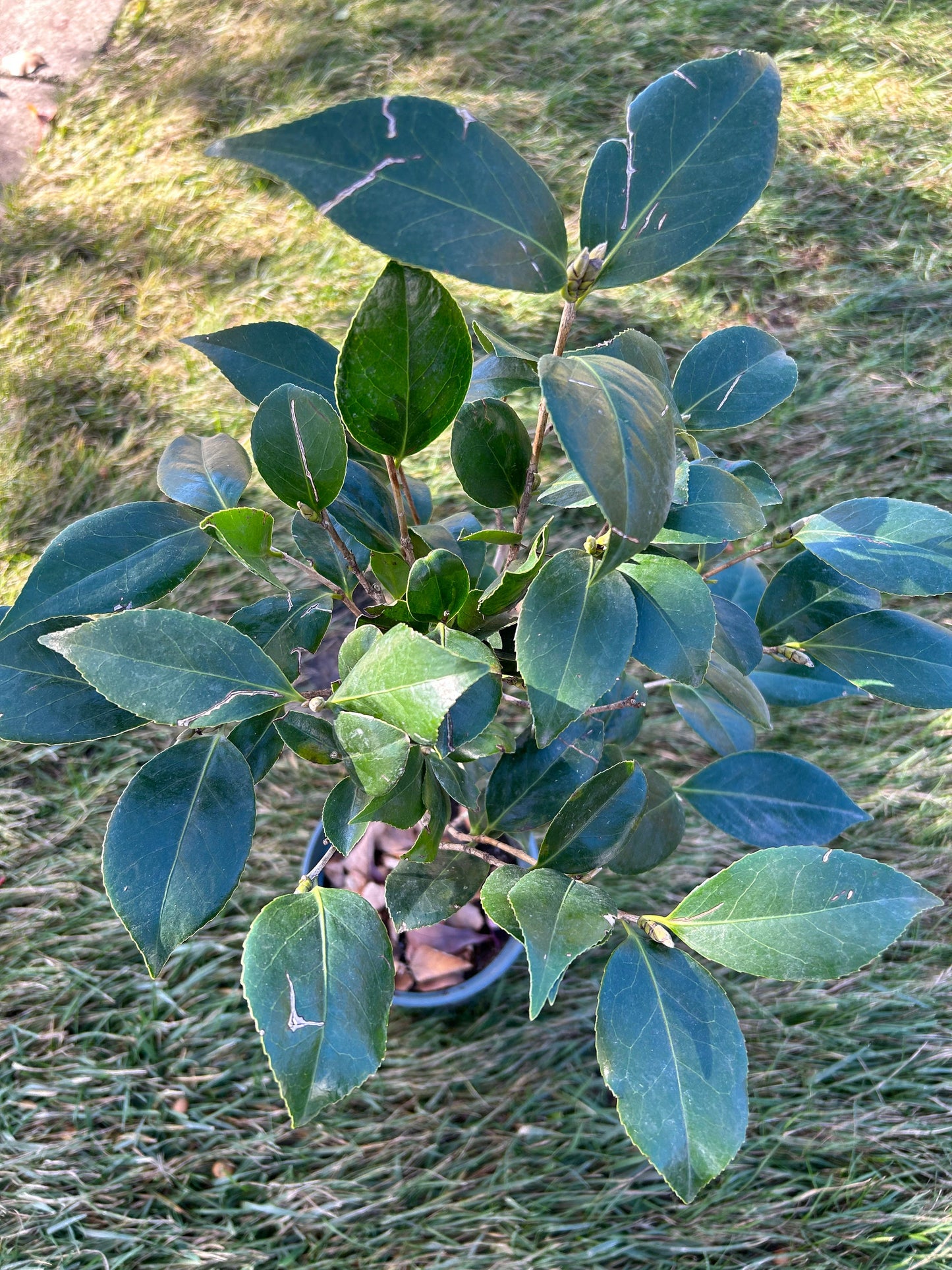 Living Plant: Yulinglong Camellia / 玉铃珑茶花 - in 5-Gallon Size