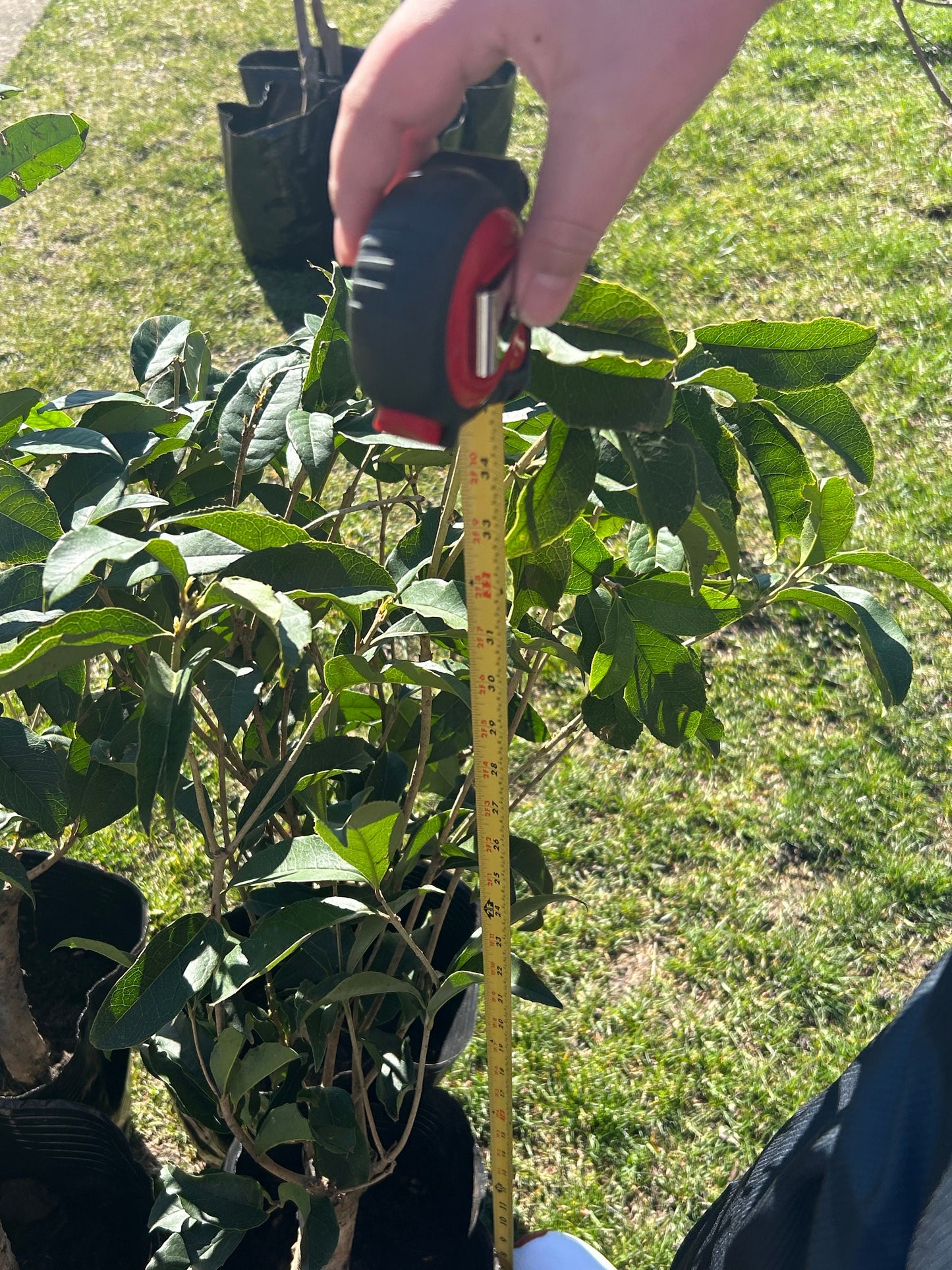 Osmanthus Fragrans (Ri Xiang) - 日香桂 - Living Plant - Trunk Diameter 3-4cm - Height about 2 feet 10 inches - Shipping with Bag