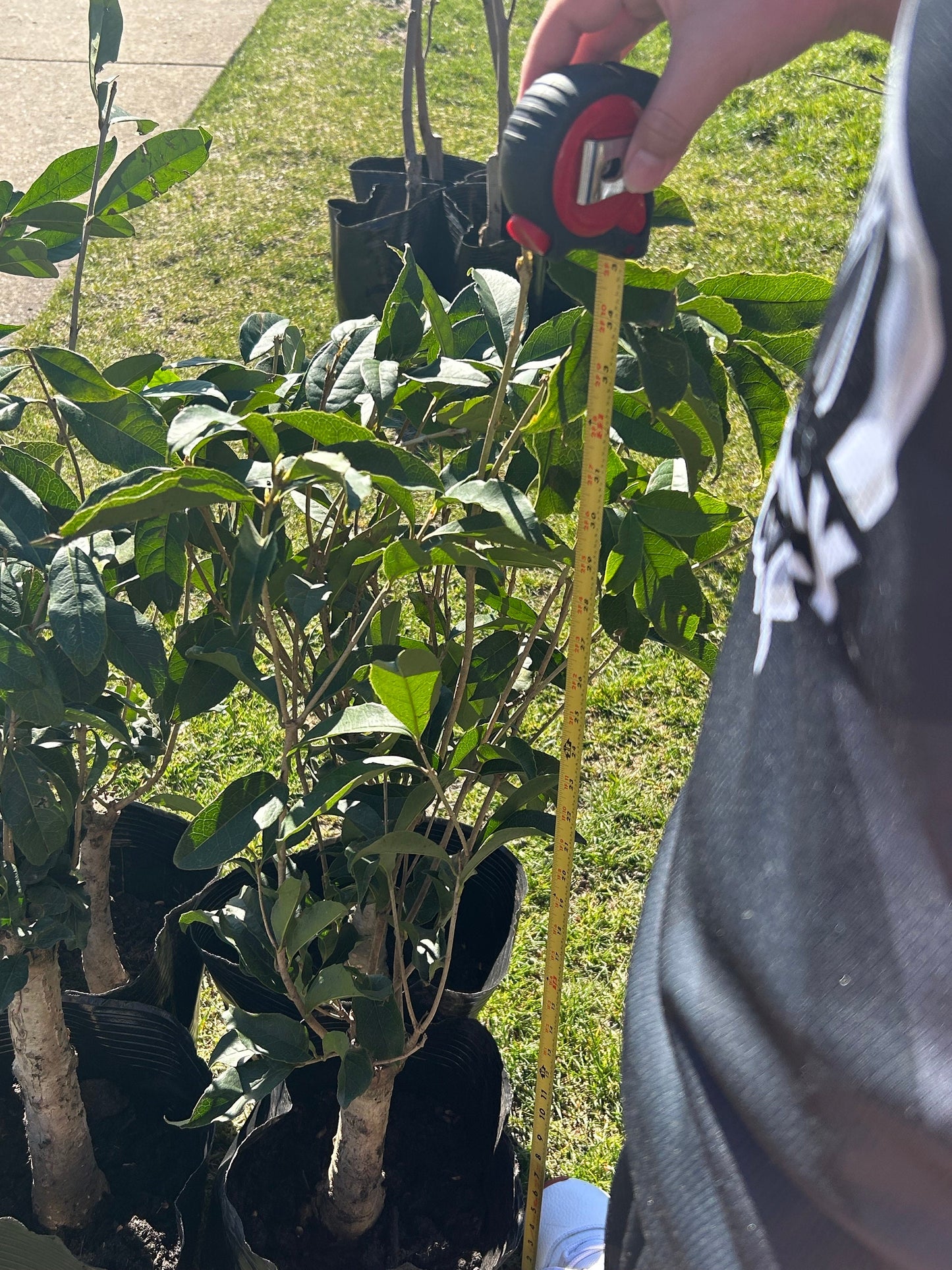Osmanthus Fragrans (Ri Xiang) - 日香桂 - Living Plant - Trunk Diameter 3-4cm - Height about 2 feet 10 inches - Shipping with Bag