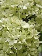 Chinese Snowball Viburnum Sapling-中华木绣球-2 Feet Tall, 0.5-Inch Diameter Stem, Own Root, Shipping with Growing Bag