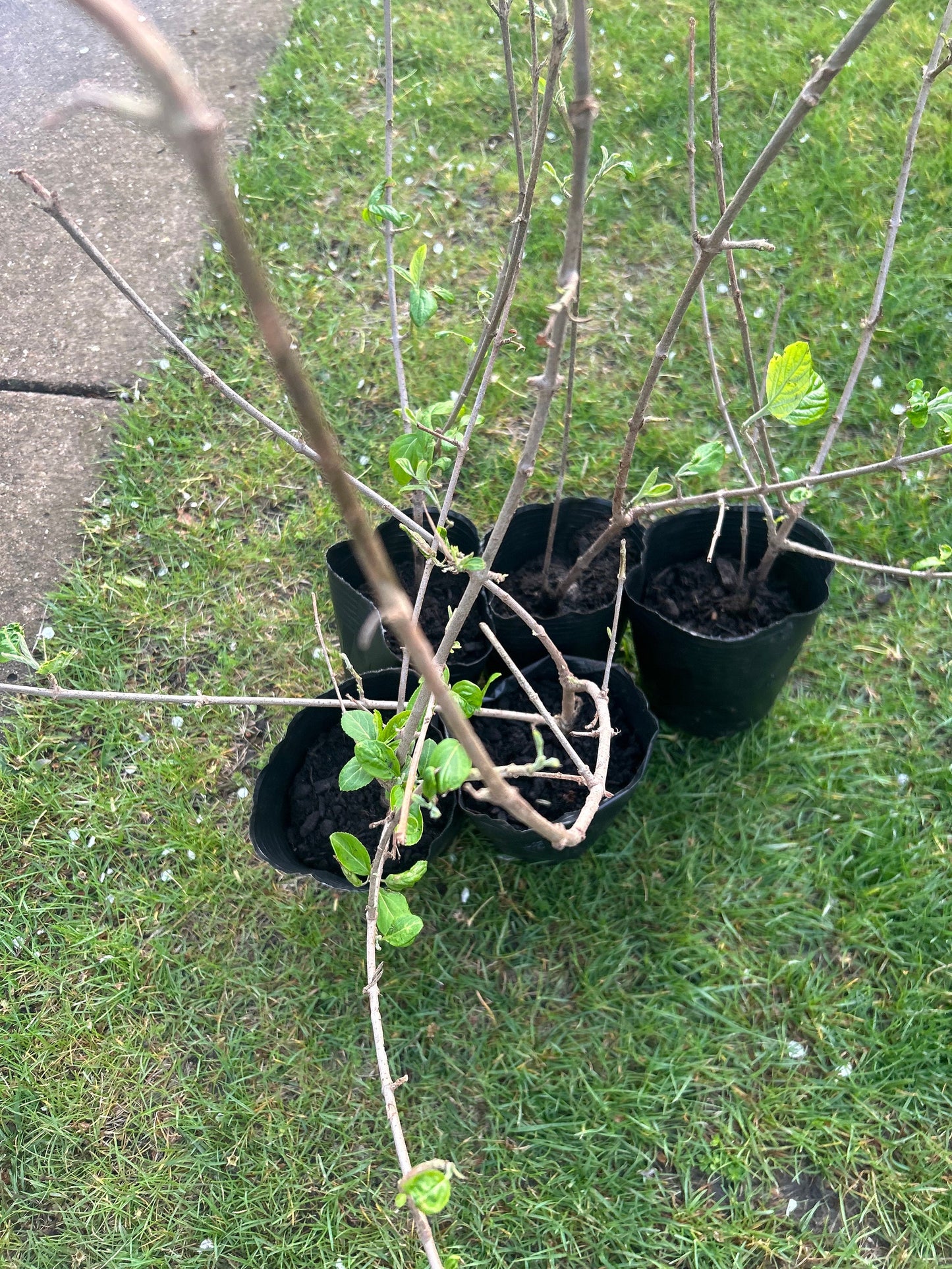 Chinese Snowball Viburnum Sapling-中华木绣球-2 Feet Tall, 0.5-Inch Diameter Stem, Own Root, Shipping with Growing Bag