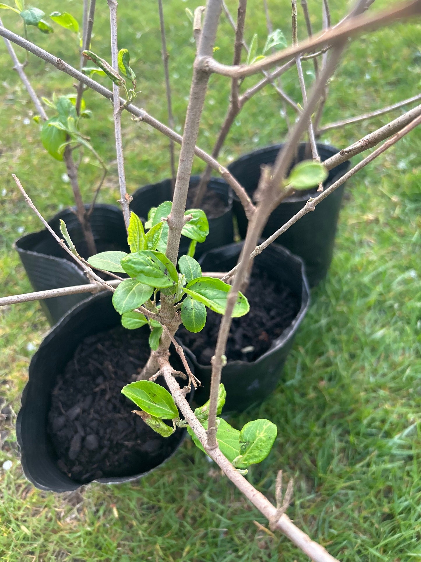 Chinese Snowball Viburnum Sapling-中华木绣球-2 Feet Tall, 0.5-Inch Diameter Stem, Own Root, Shipping with Growing Bag