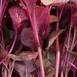 All Red Amaranth Seeds-全红苋菜/满身红苋菜-1000 Seeds per Pack