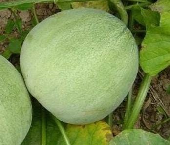 Green Jade Melon Seeds (12 Seeds) |青玉甜瓜| Sweet & Crisp | Early Maturing Asian Melon Variety for Home Gardens