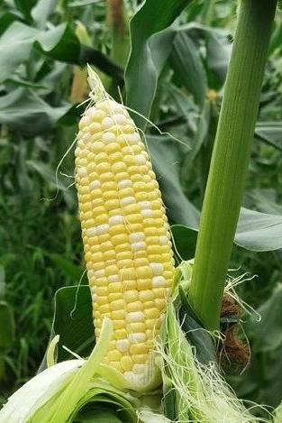 Bicolor Sweet Corn Seeds – Golden Silver No. 8 |金银甜8号玉米– Fresh Eating – Early Maturity – Juicy, Tender & Sweet – 30 Seeds